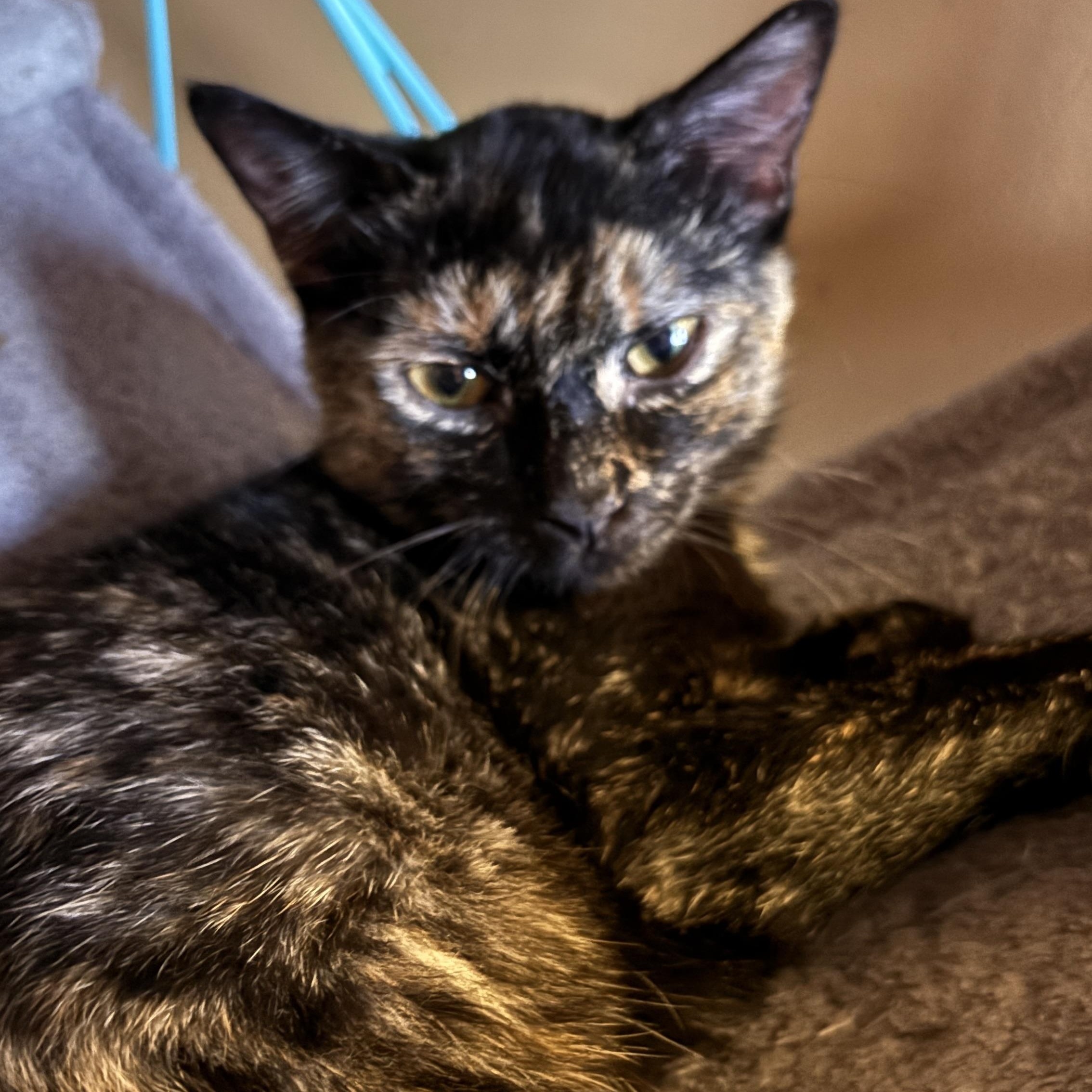 Winnie, a ADOPTABLE Tortoiseshell in Melrose, MA image 4/4