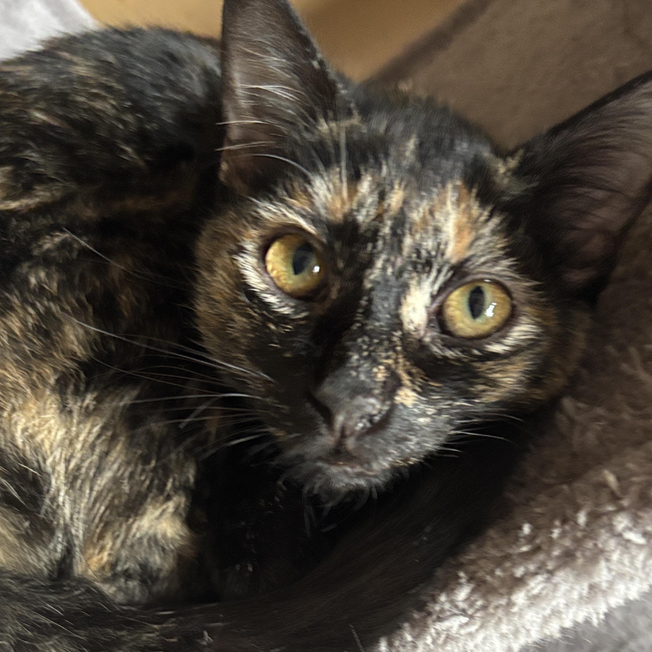 Winnie, a ADOPTABLE Tortoiseshell in Melrose, MA image 3/4