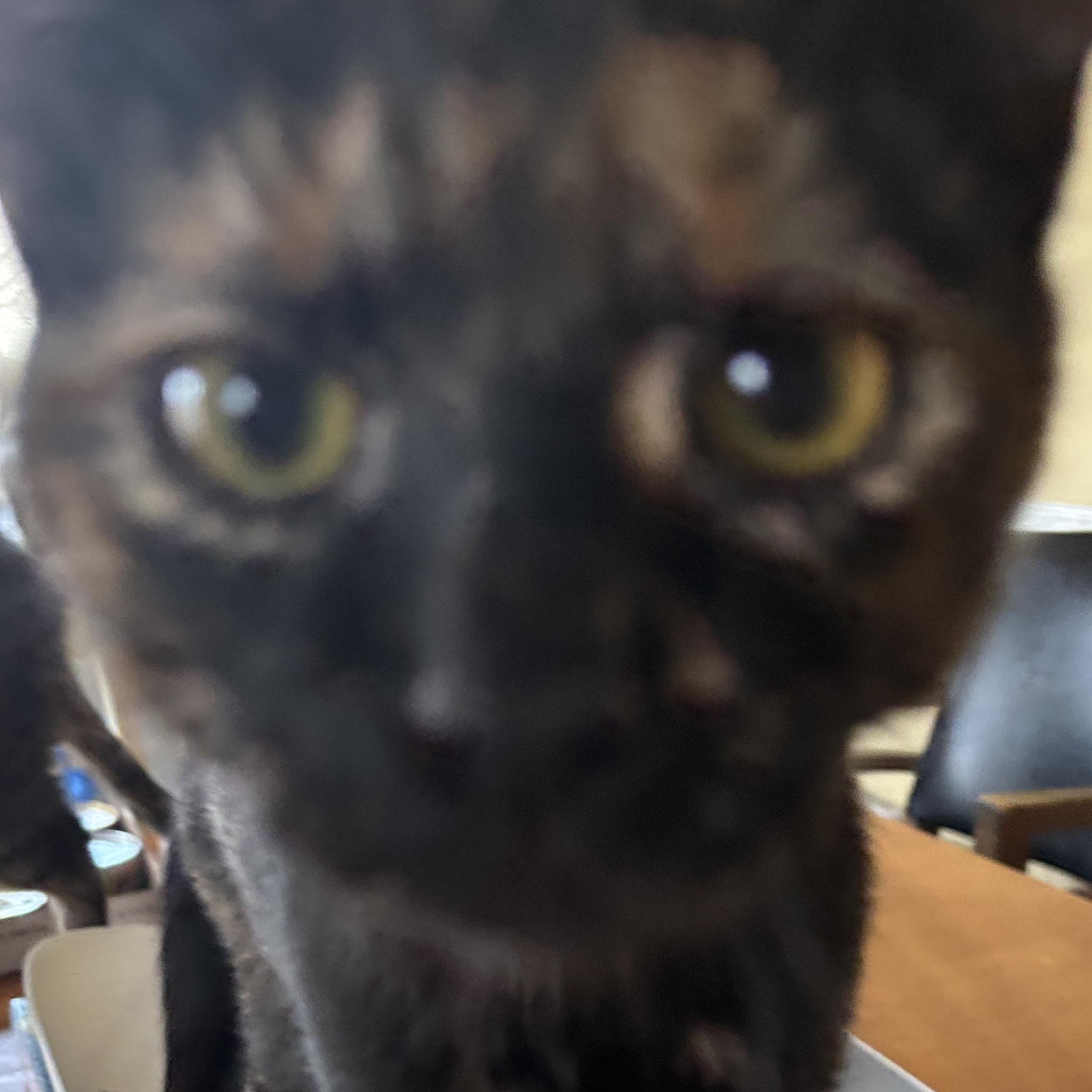 Winnie, a ADOPTABLE Tortoiseshell in Melrose, MA image 2/4