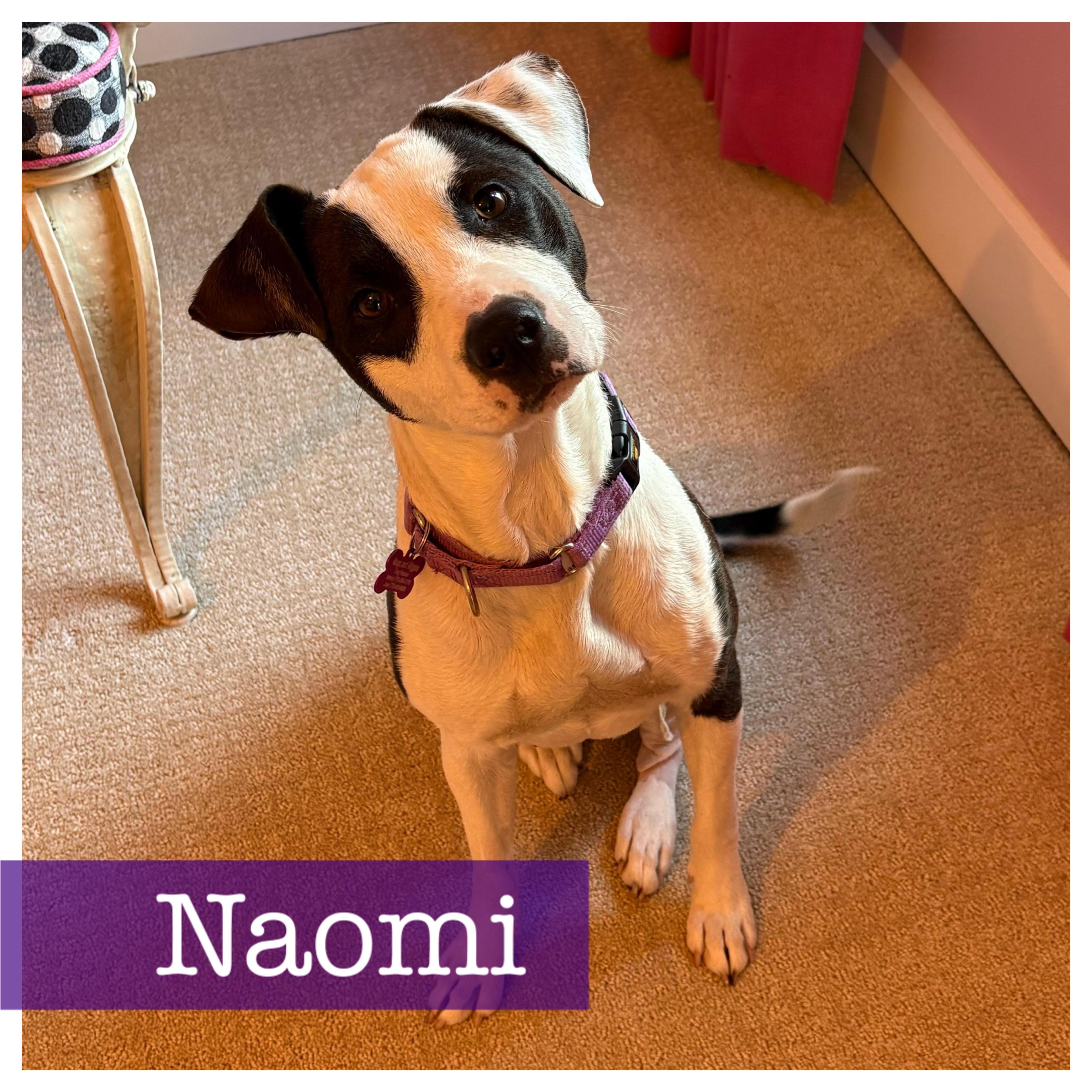 Naomi, Adoptable, Young Female Jack Russell Terrier & Bull Terrier.