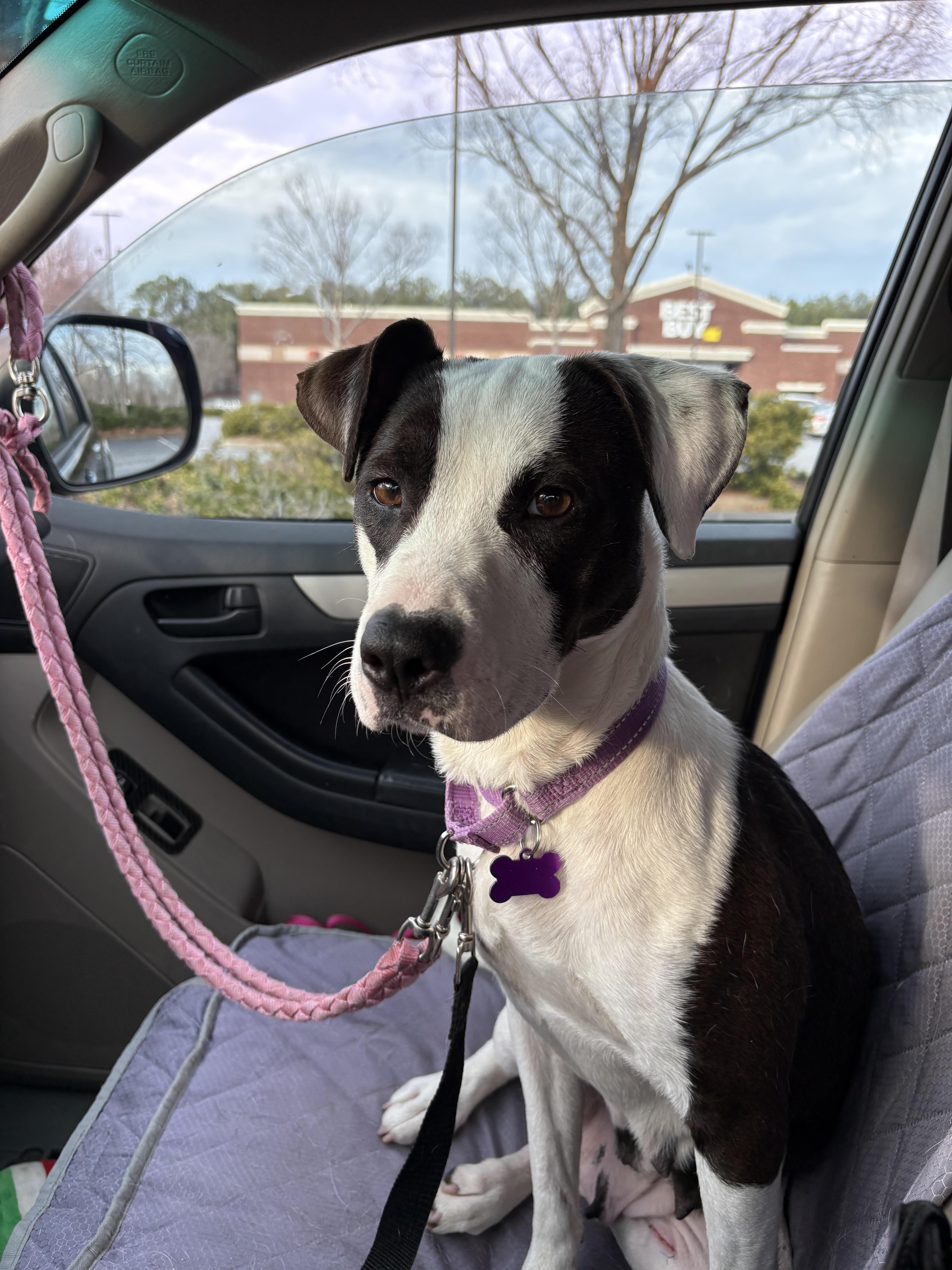 Enlarge Naomi, a Adoptable mixed breed in Cumming, GA image 2/4