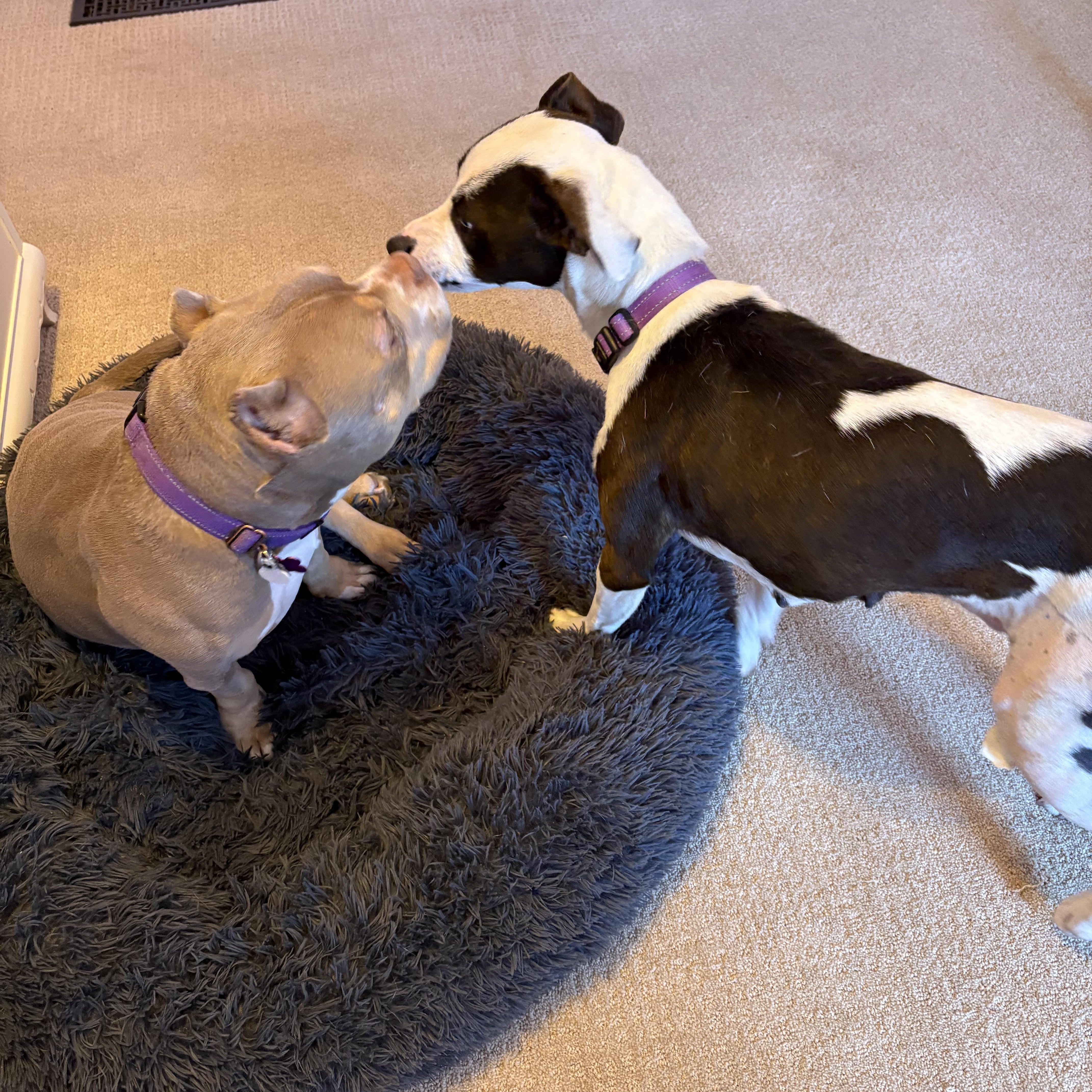 Enlarge Naomi, a Adoptable mixed breed in Cumming, GA image 3/4