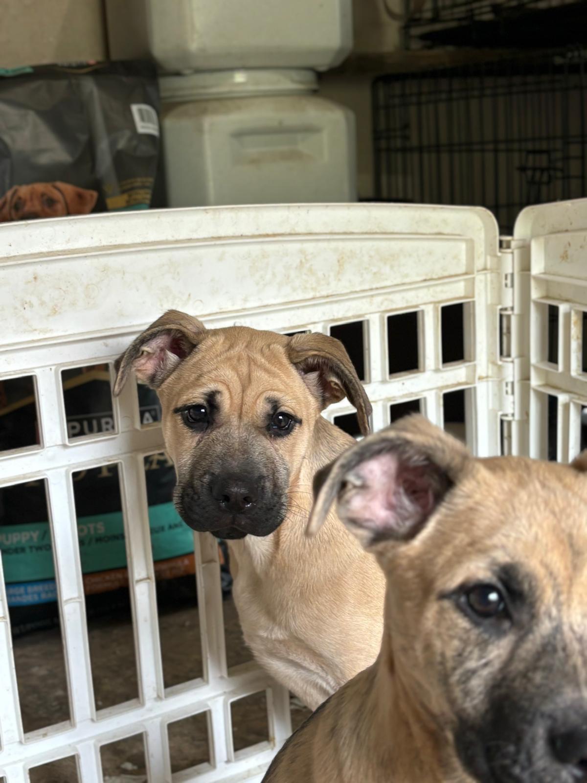 Tackle, a Adoptable mixed breed in San Antonio, TX image 2/3