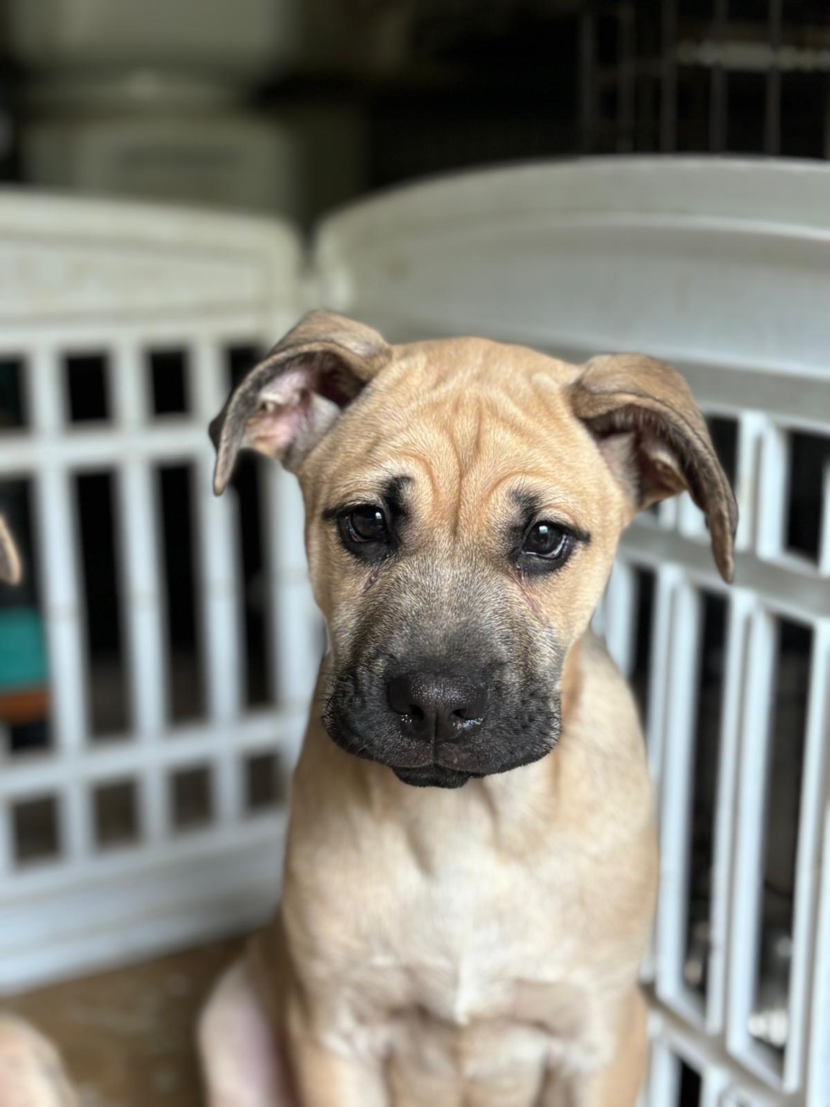 Tackle, a Adoptable mixed breed in San Antonio, TX image 3/3