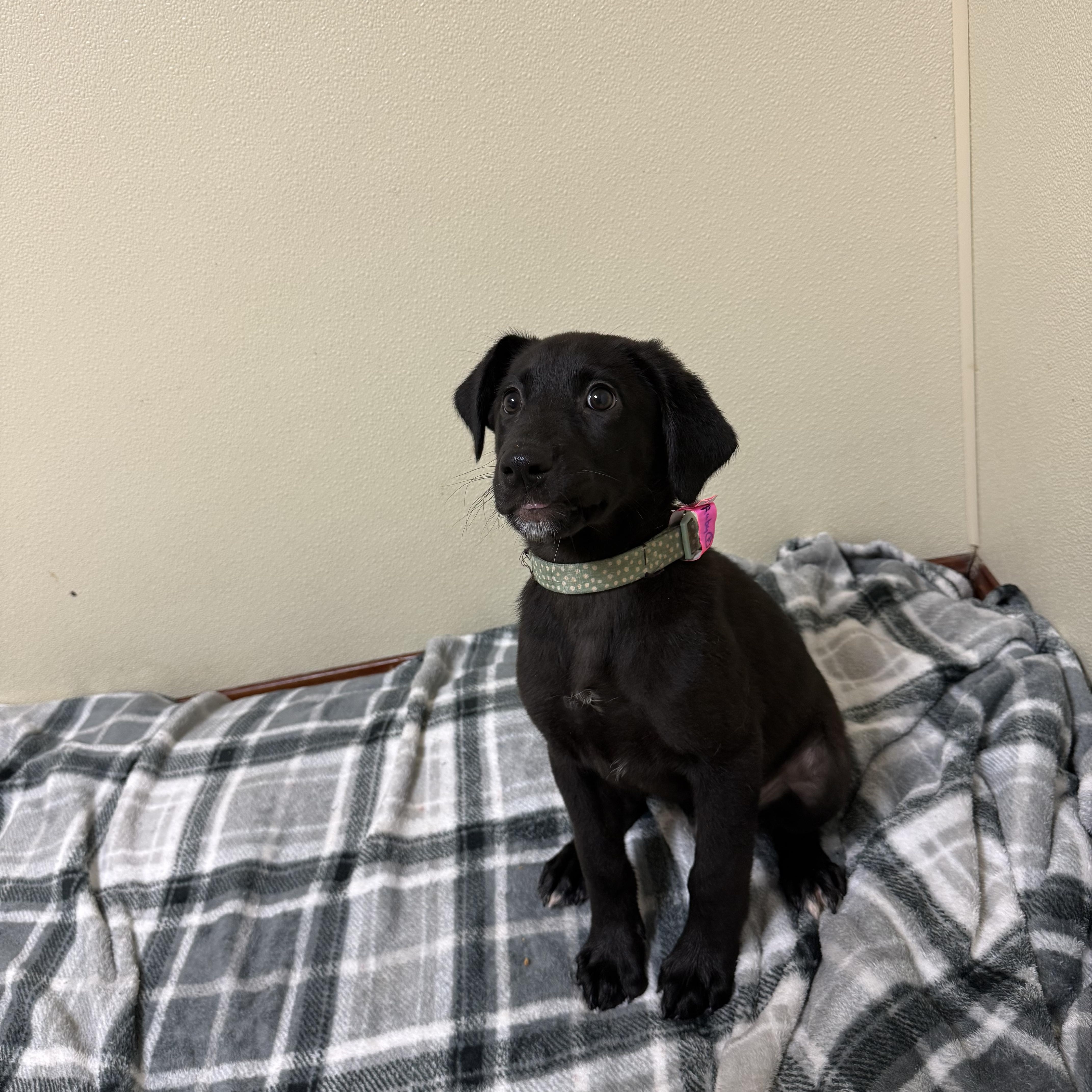 Enlarge Ruby, a Adoptable mixed breed in Douglas, MA image 3/6