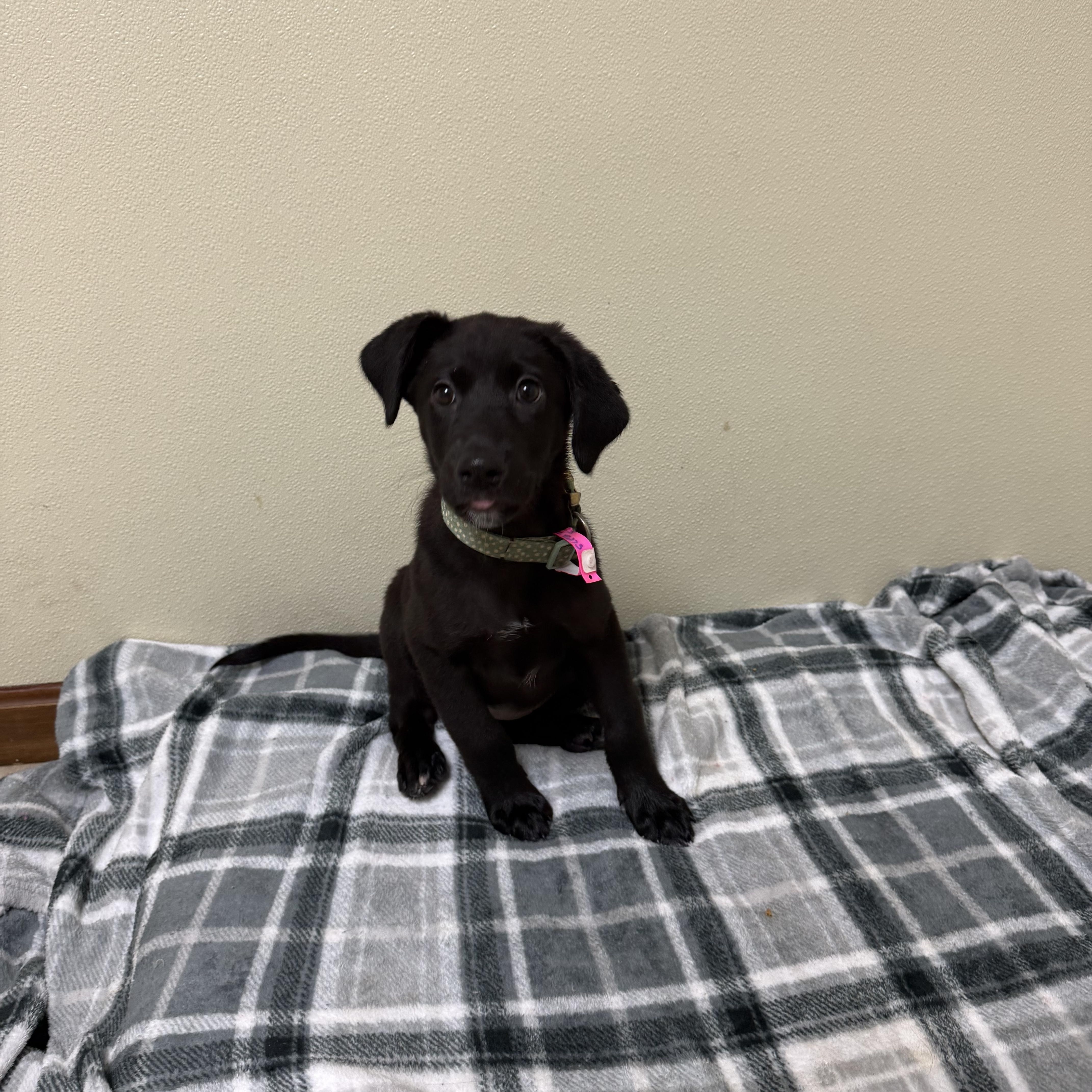 Enlarge Ruby, a Adoptable mixed breed in Douglas, MA image 5/6
