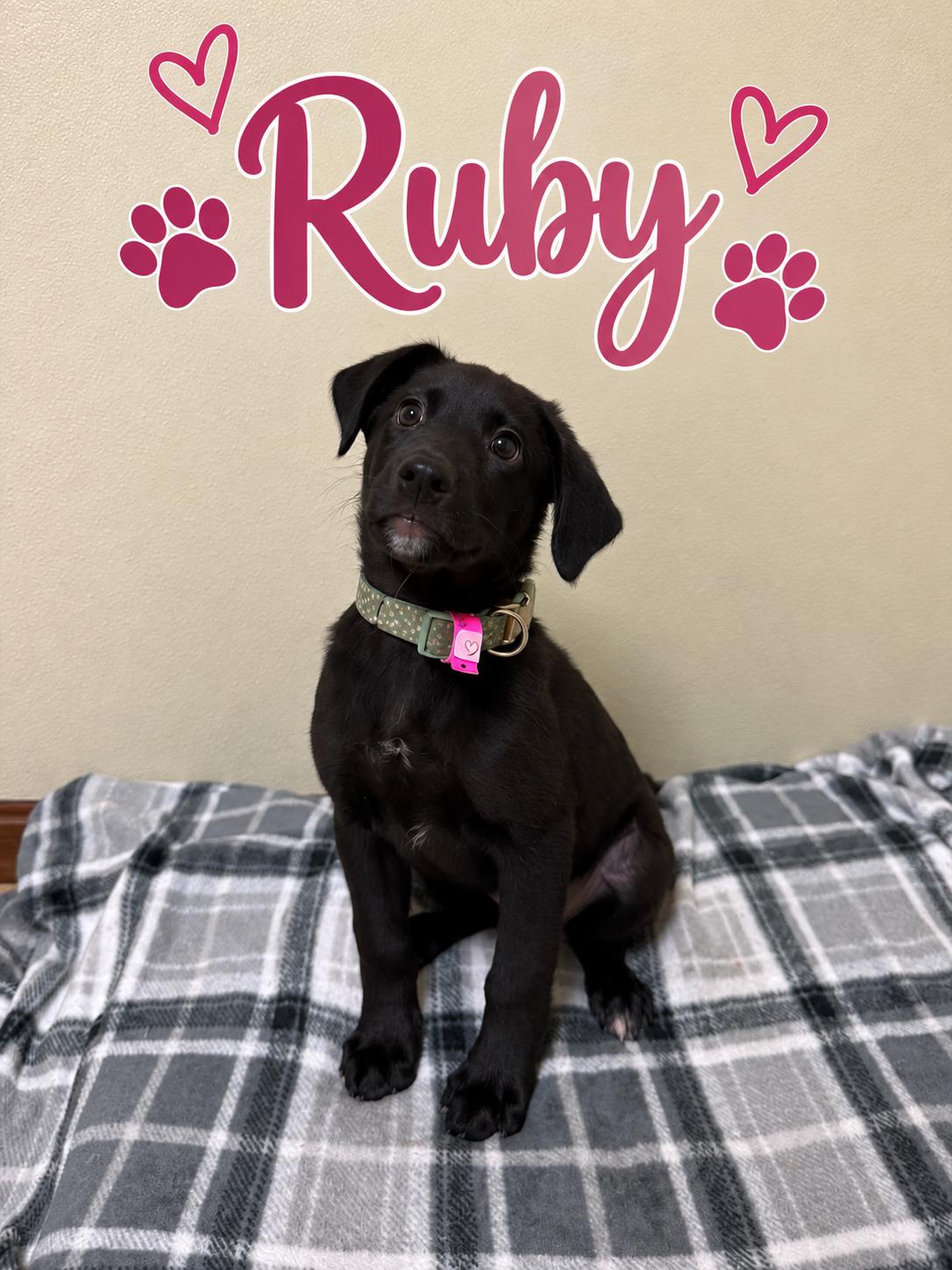 Ruby, Adoptable, Puppy Female Retriever.