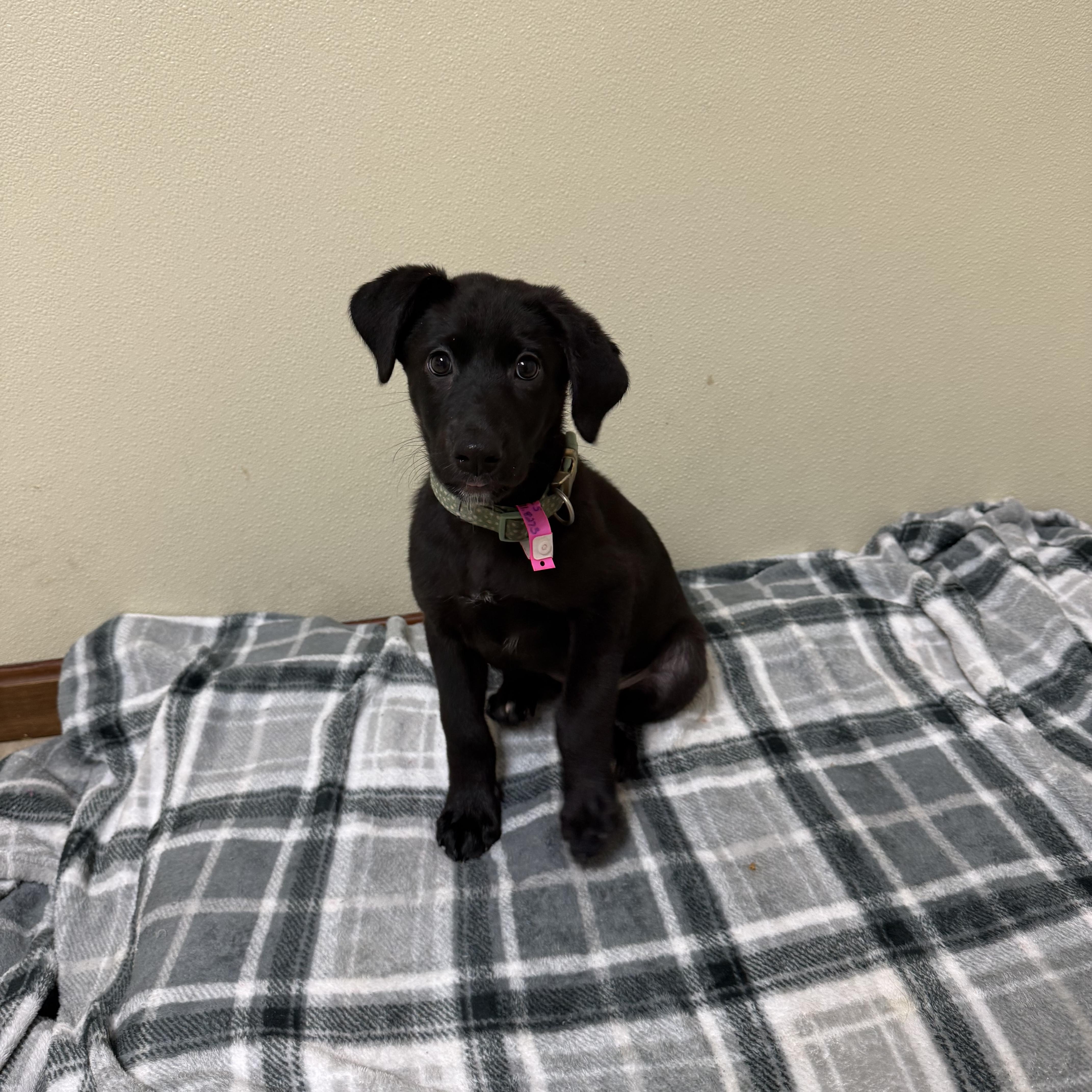 Enlarge Ruby, a Adoptable mixed breed in Douglas, MA image 2/6