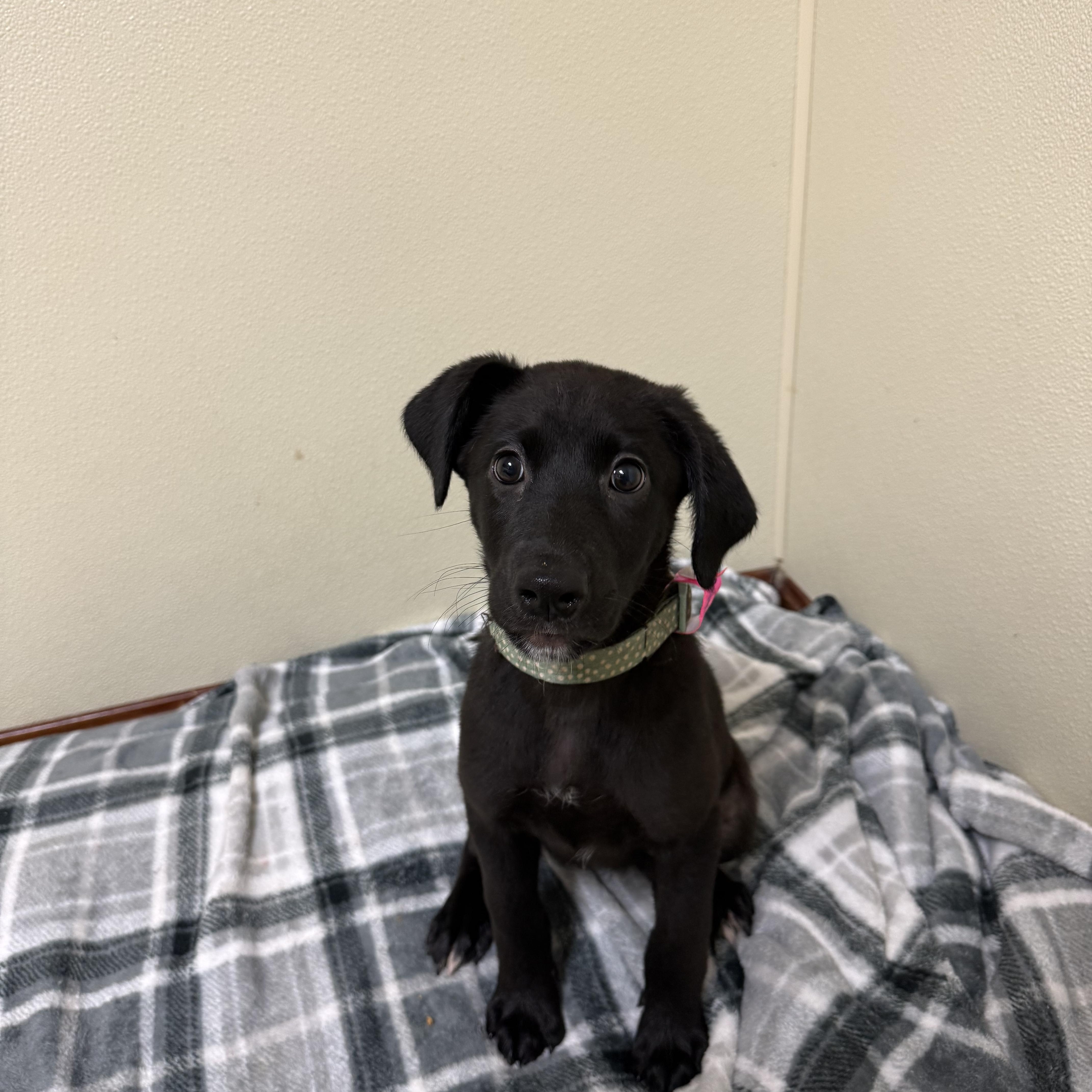 Enlarge Ruby, a Adoptable mixed breed in Douglas, MA image 4/6