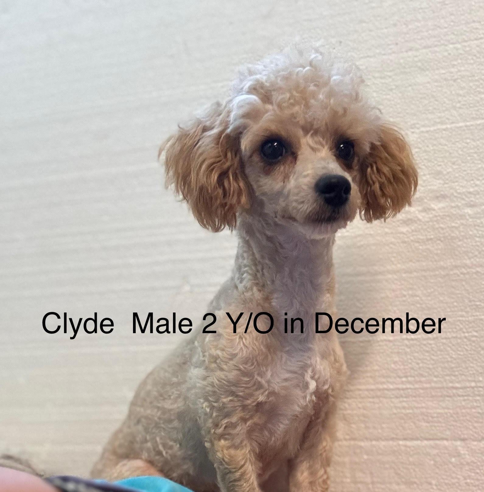 Enlarge Clyde, a ADOPTABLE Poodle (Toy) in Arnold, MO image 1/1
