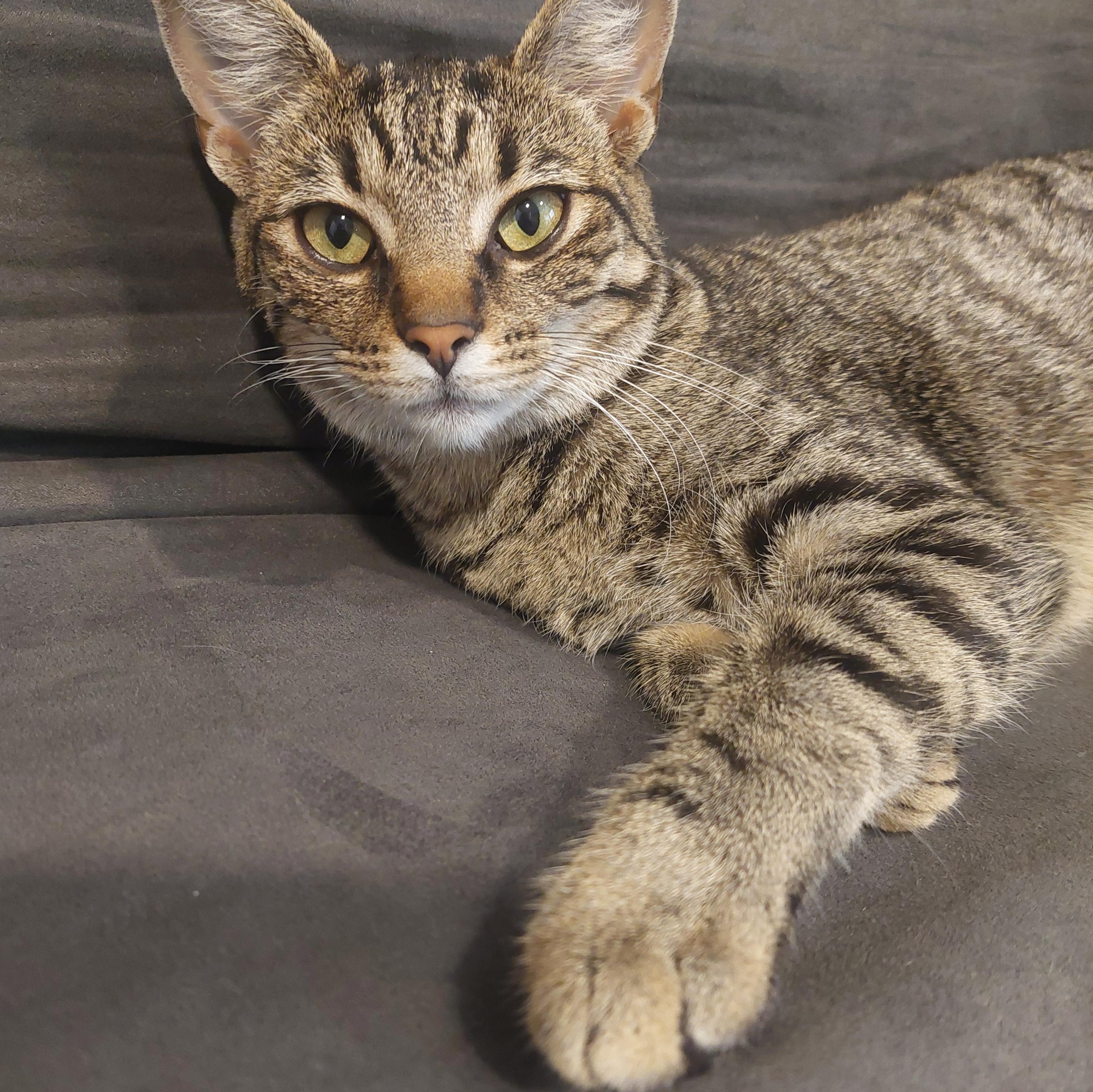 Angel, Adoptable, Young Female Domestic Short Hair.