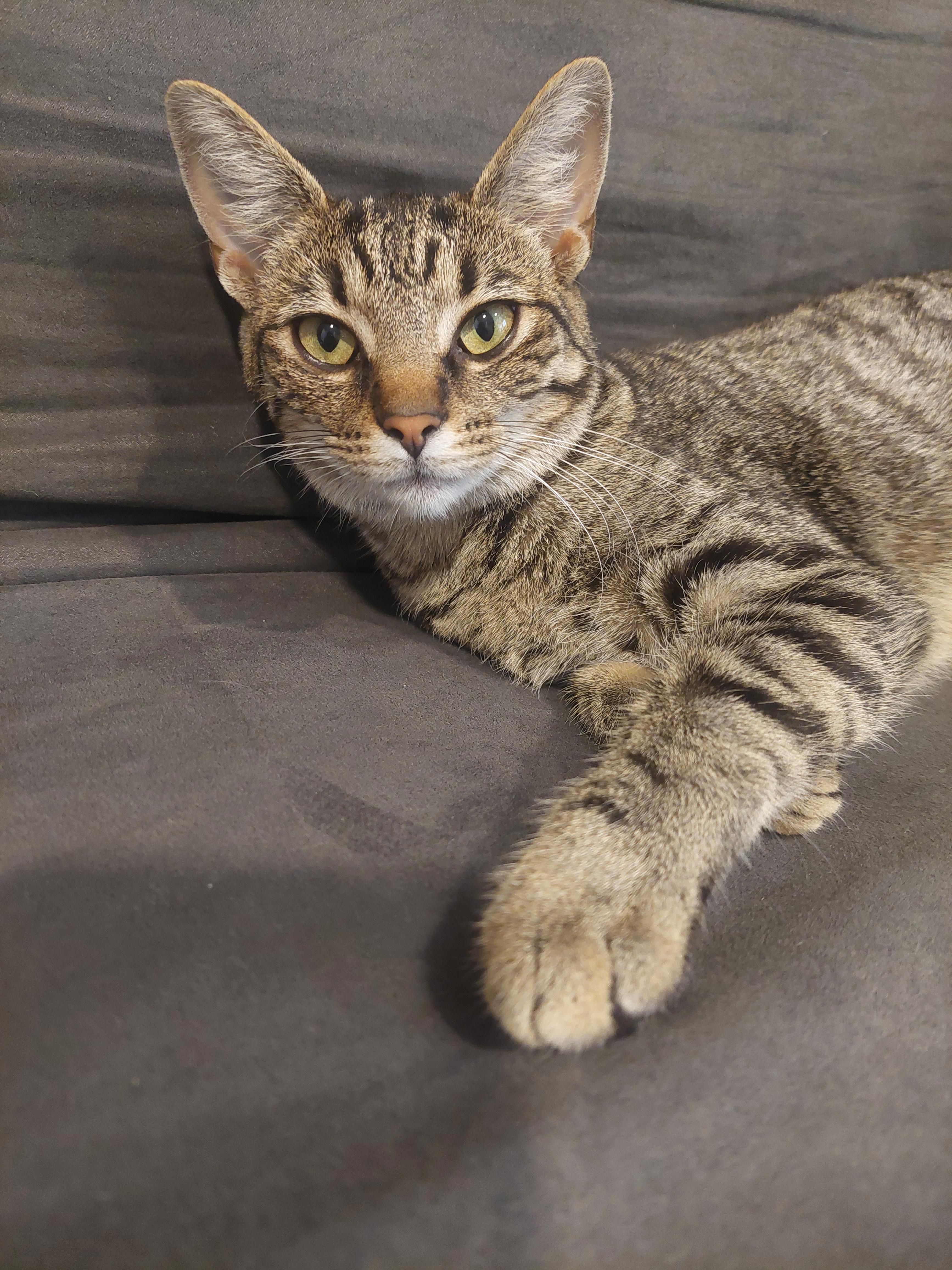 Angel