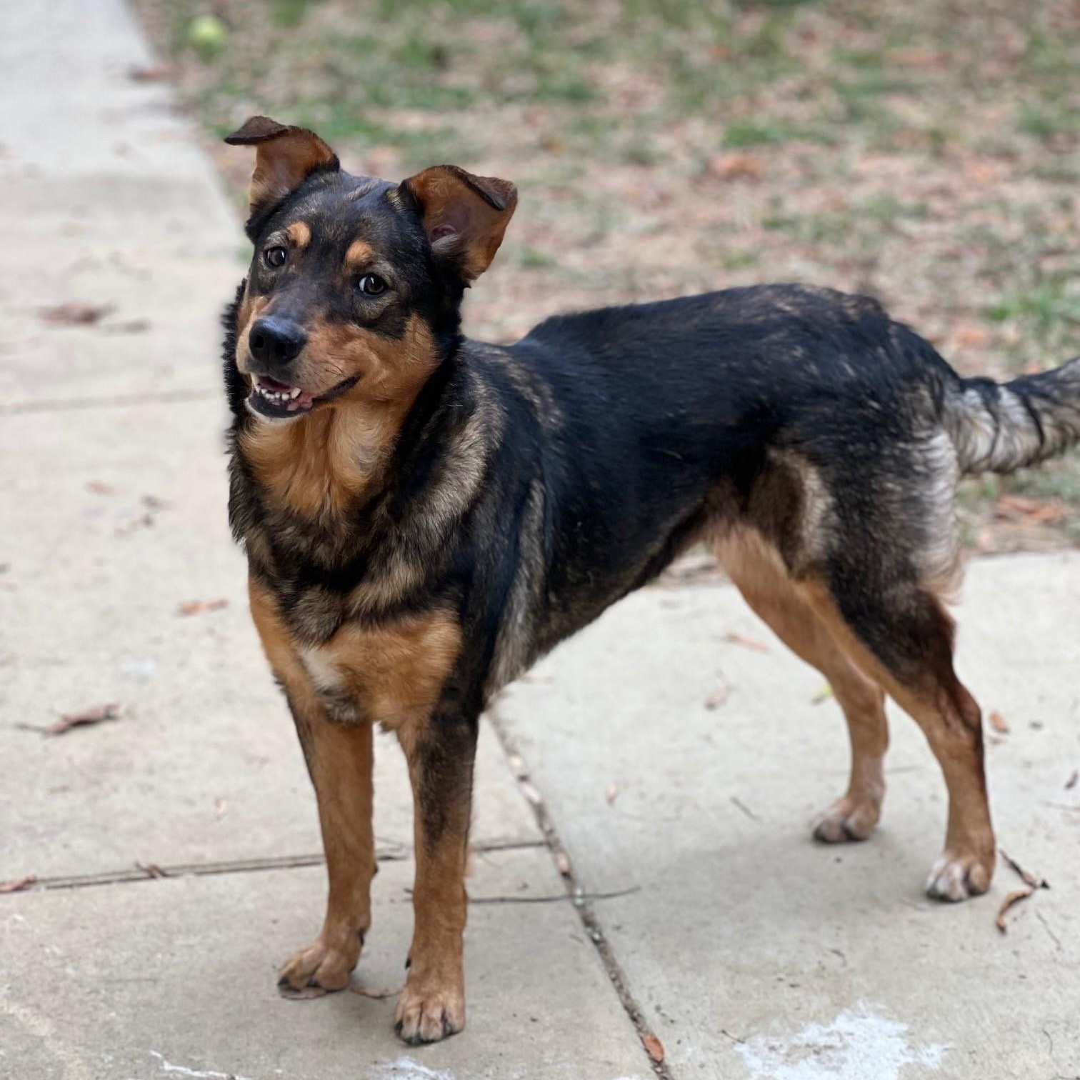 Enlarge Sheila, a Adoptable mixed breed in Stanley, VA image 3/6