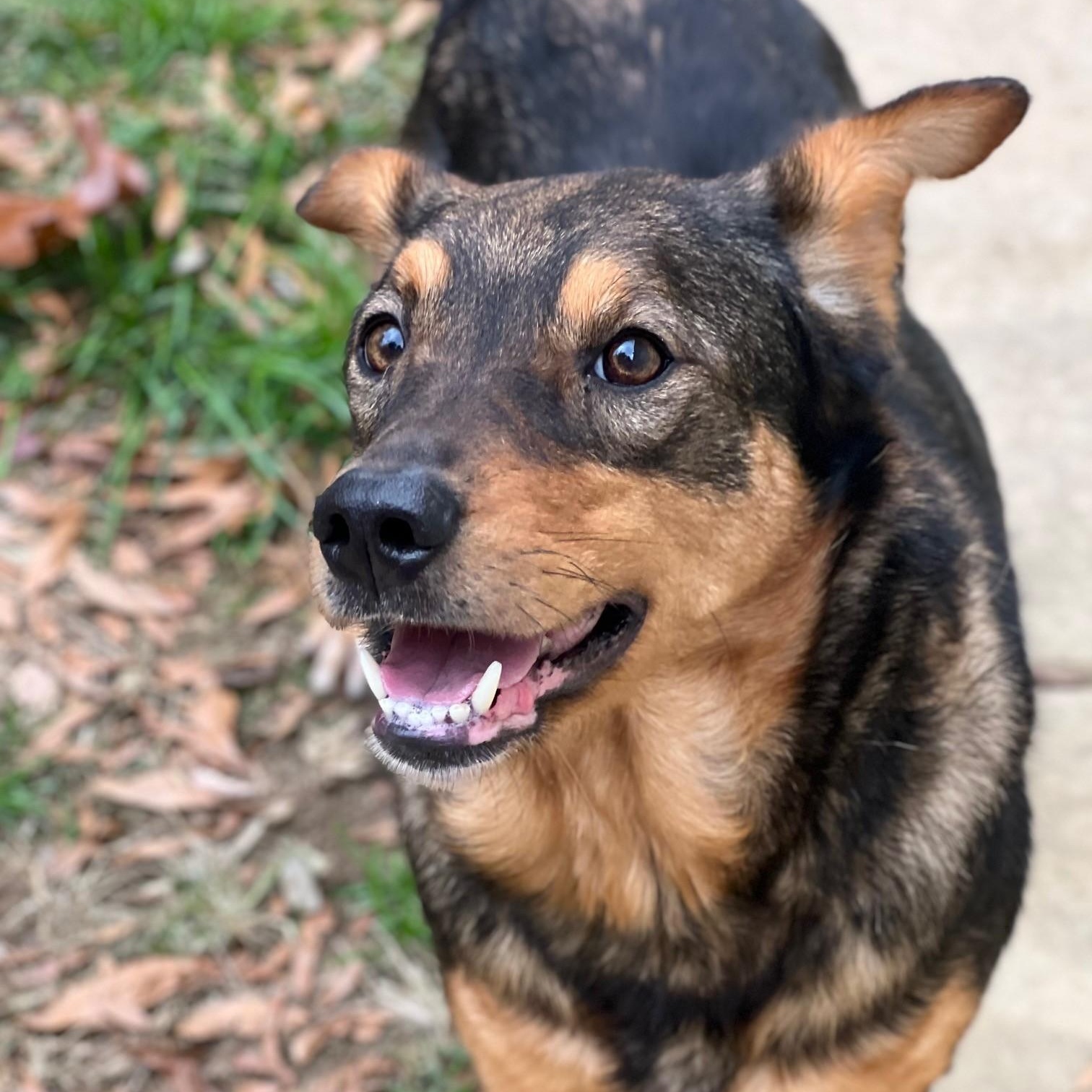 Enlarge Sheila, a Adoptable mixed breed in Stanley, VA image 1/6