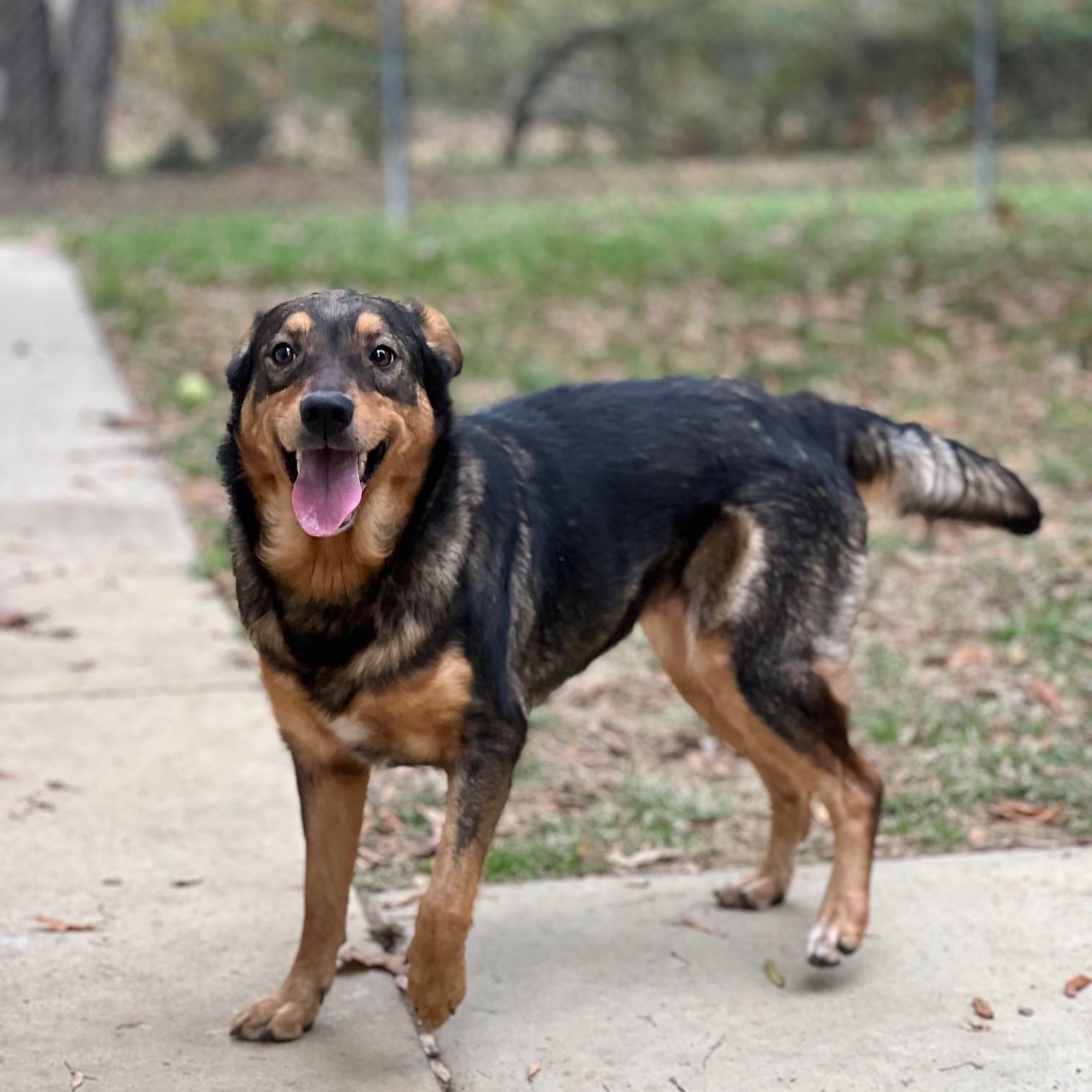 Enlarge Sheila, a Adoptable mixed breed in Stanley, VA image 4/6