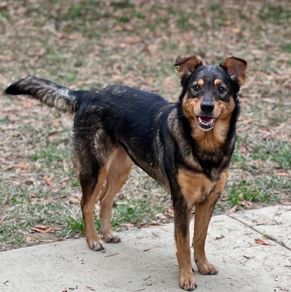 Enlarge Sheila, a Adoptable mixed breed in Stanley, VA image 6/6