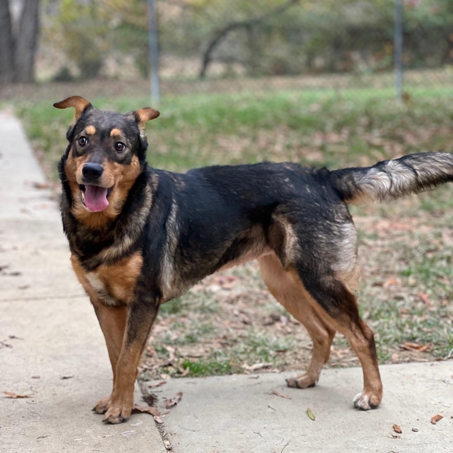 Enlarge Sheila, a Adoptable mixed breed in Stanley, VA image 2/6