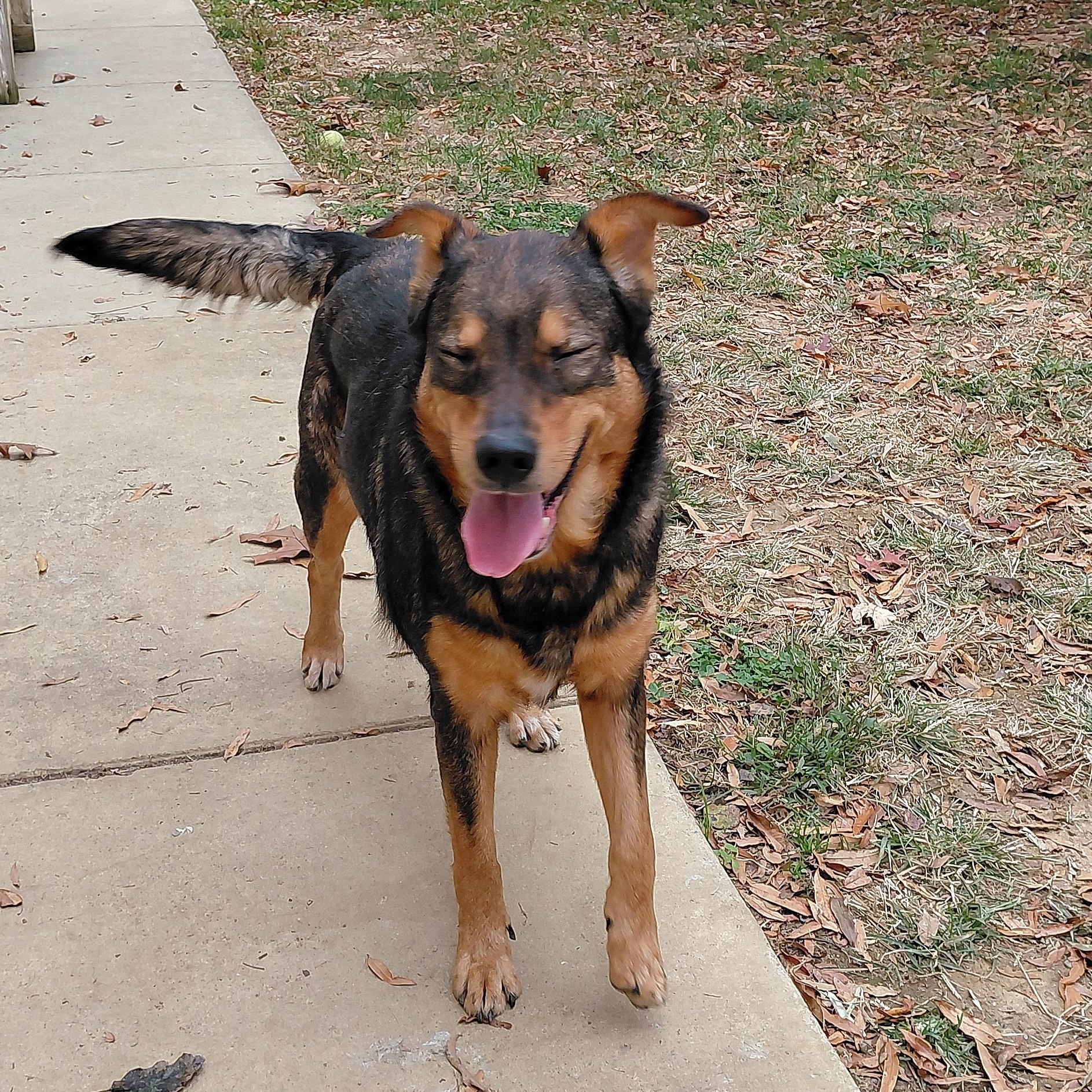 Enlarge Sheila, a Adoptable mixed breed in Stanley, VA image 5/6