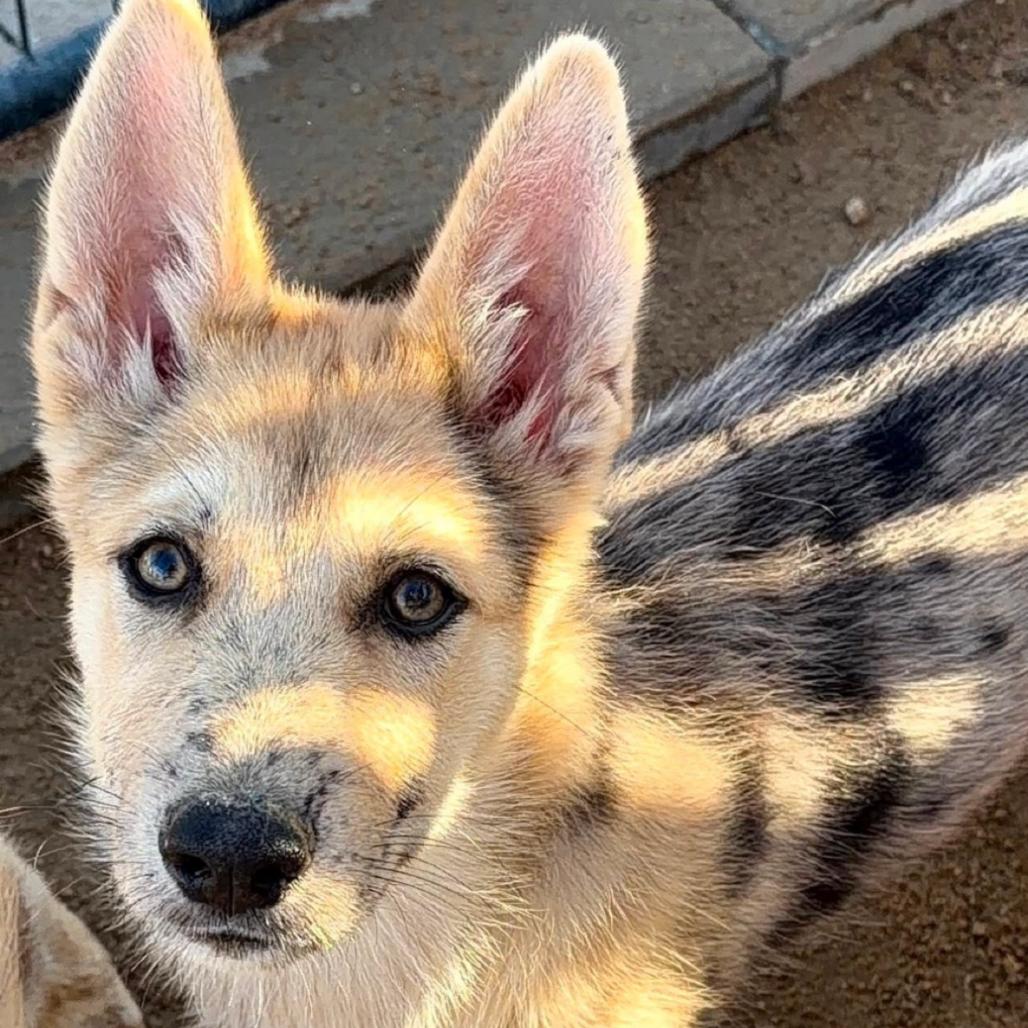 Domino, Adoptable, Puppy Male Shepherd & Catahoula Leopard Dog.