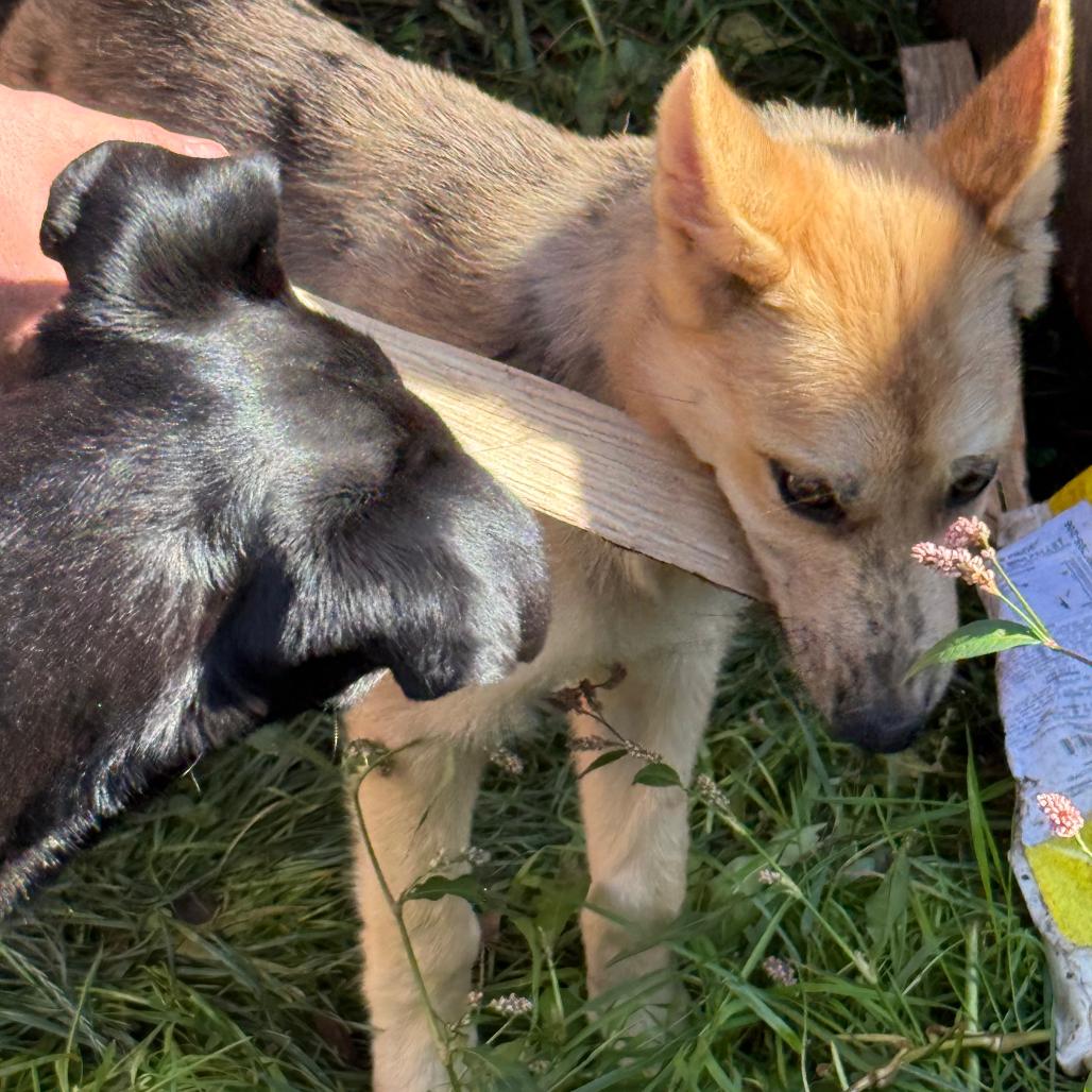 Enlarge Domino, a Adoptable mixed breed in Bellingham, WA image 2/6