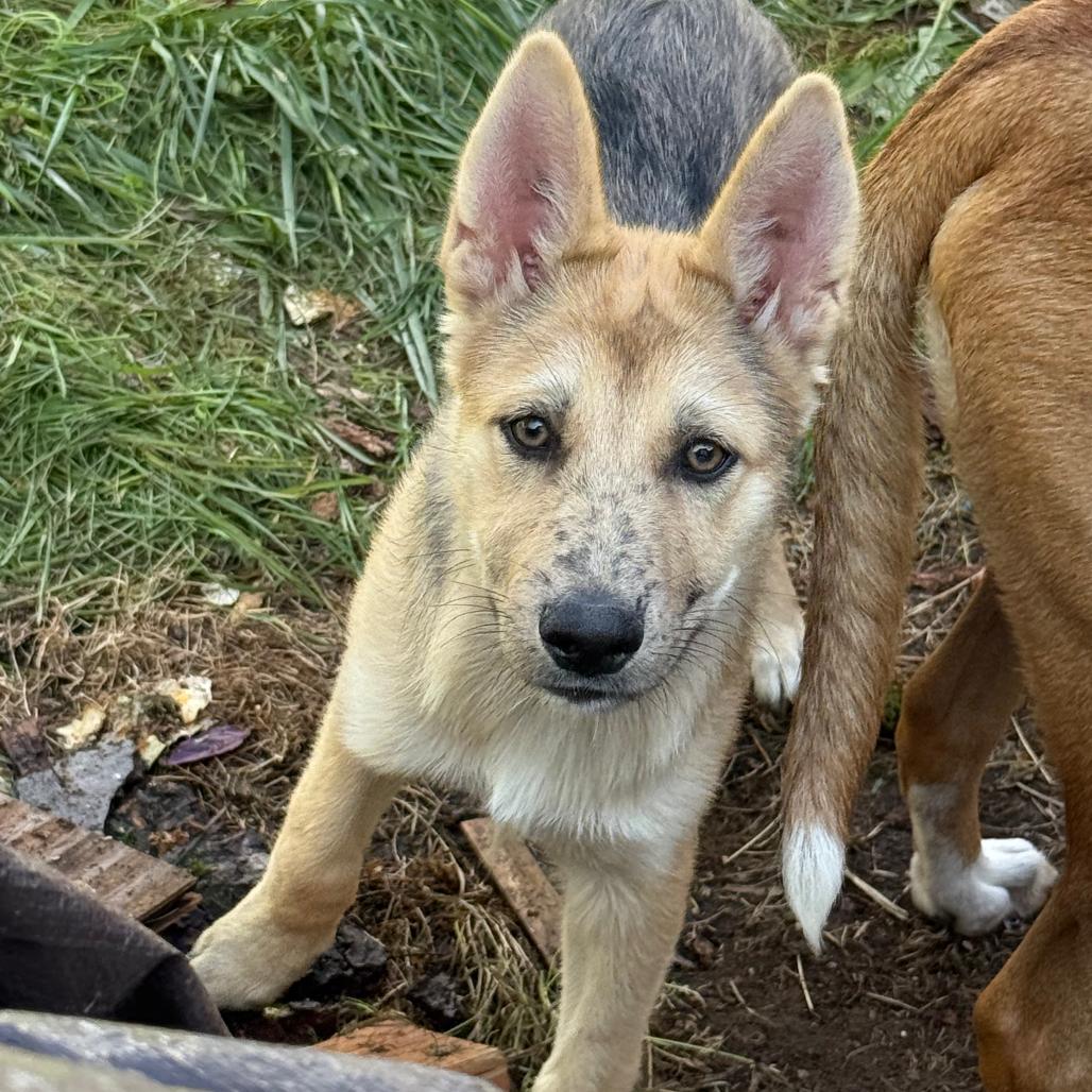 Enlarge Domino, a Adoptable mixed breed in Bellingham, WA image 4/6