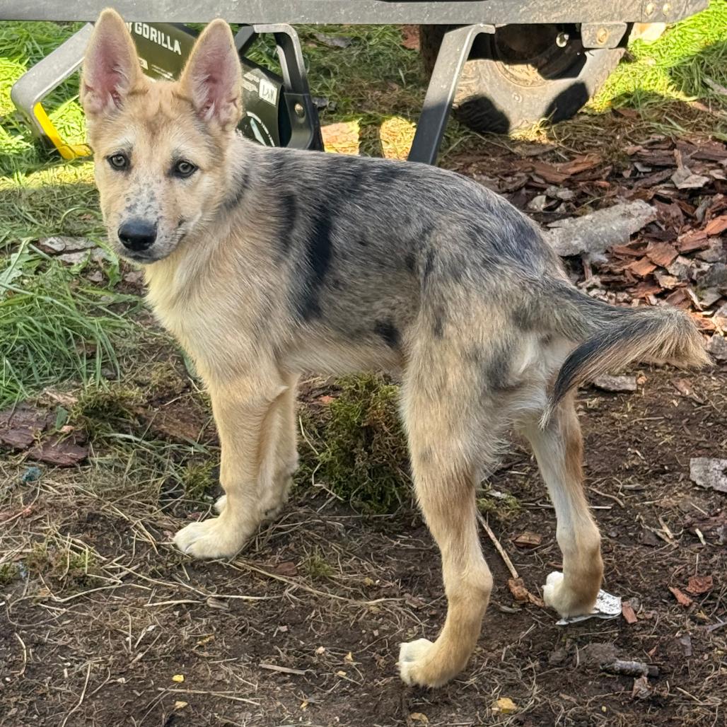 Enlarge Domino, a Adoptable mixed breed in Bellingham, WA image 5/6