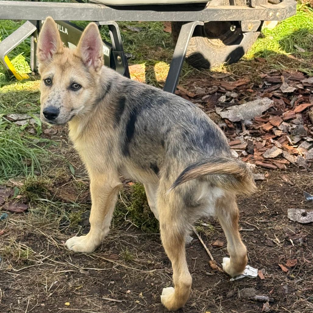 Enlarge Domino, a Adoptable mixed breed in Bellingham, WA image 6/6