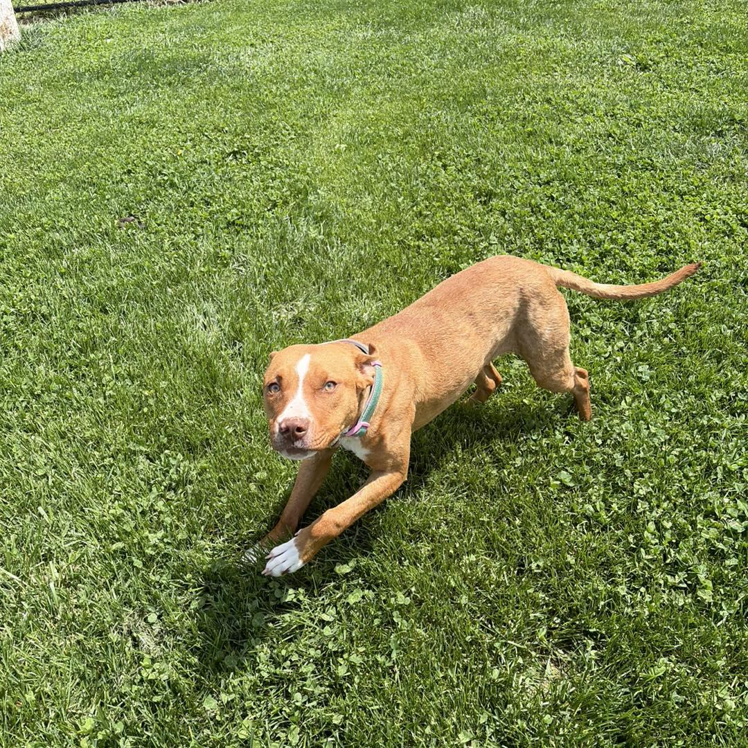 Ohana, ADOPTABLE, Young Female Mixed Breed.