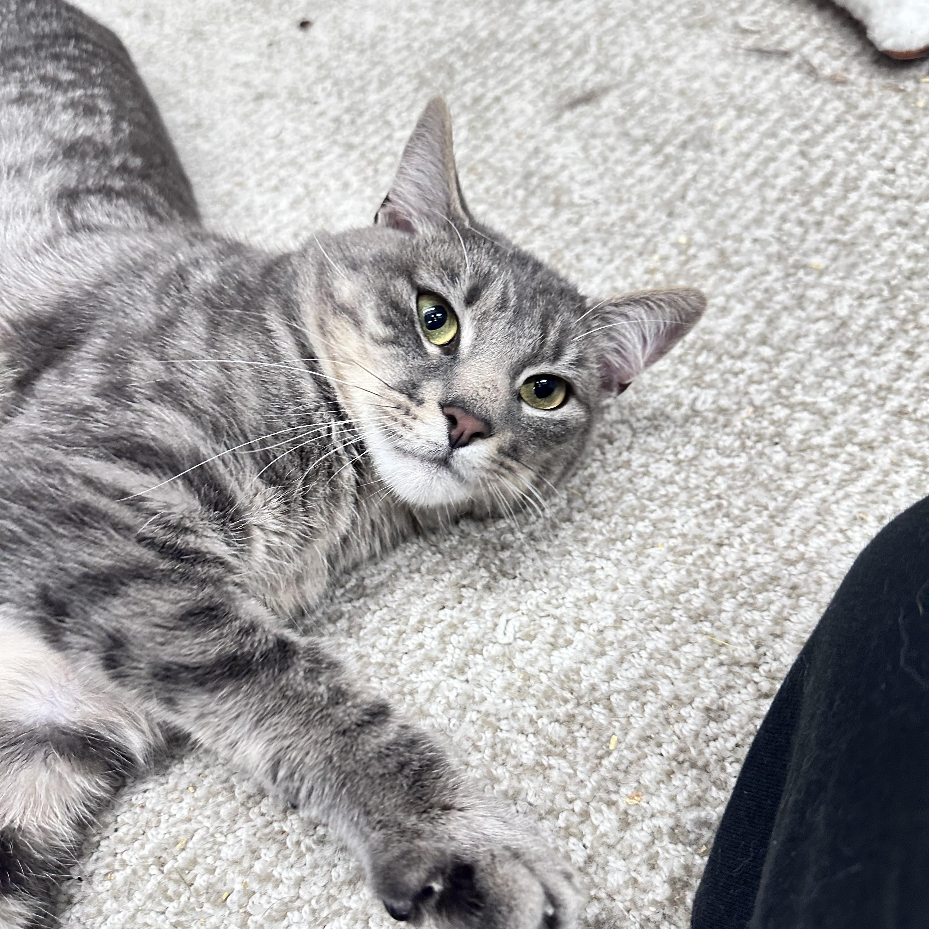 Meowthew photo 4
