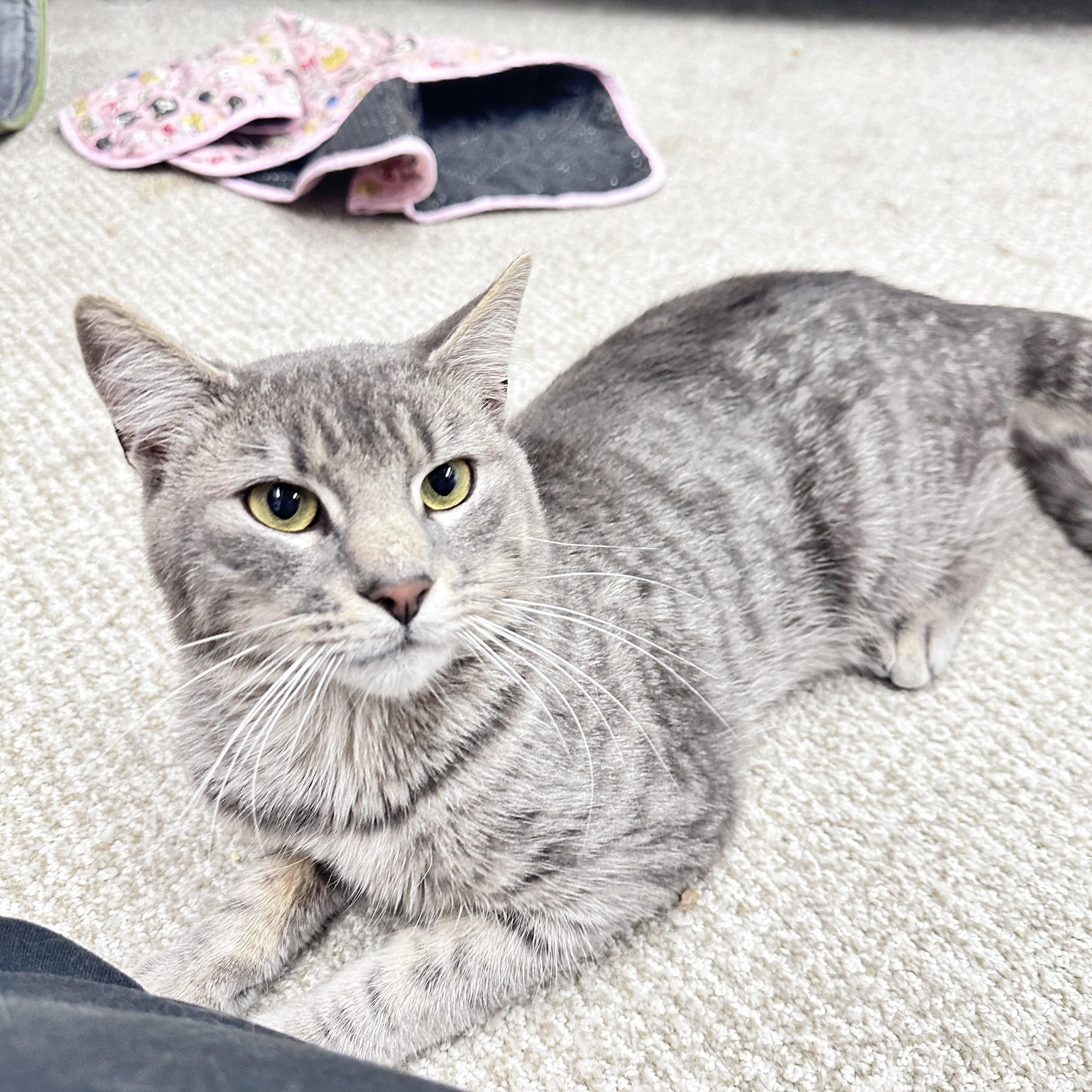 Meowthew photo 5
