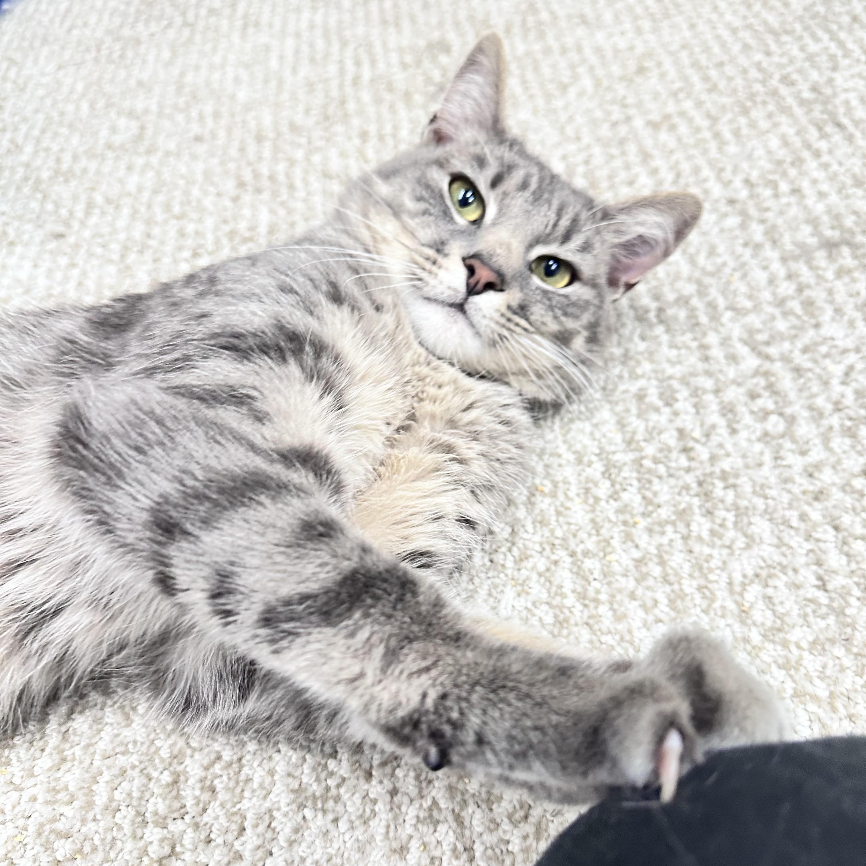 Meowthew, Adult Male Domestic Short Hair