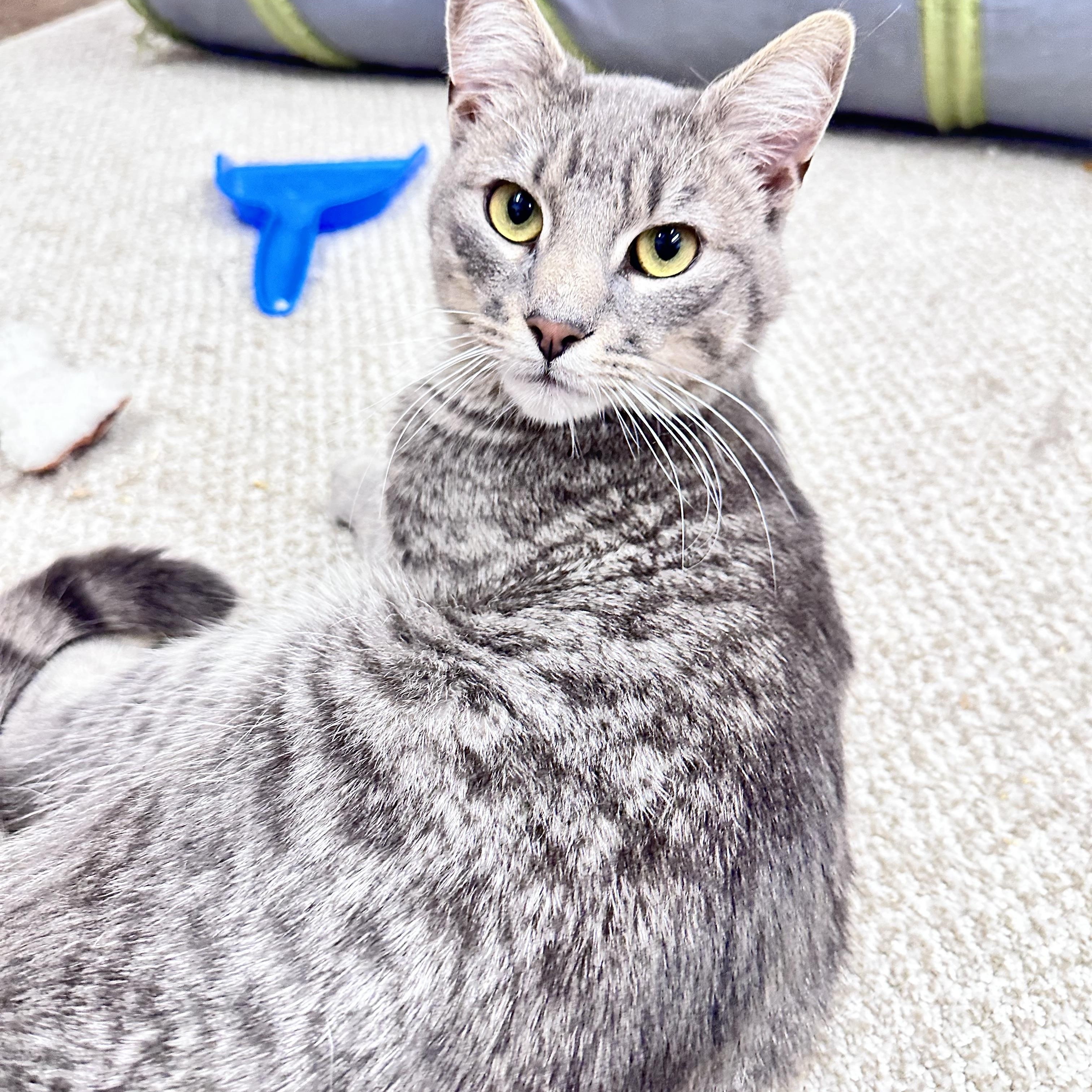 Meowthew photo 6