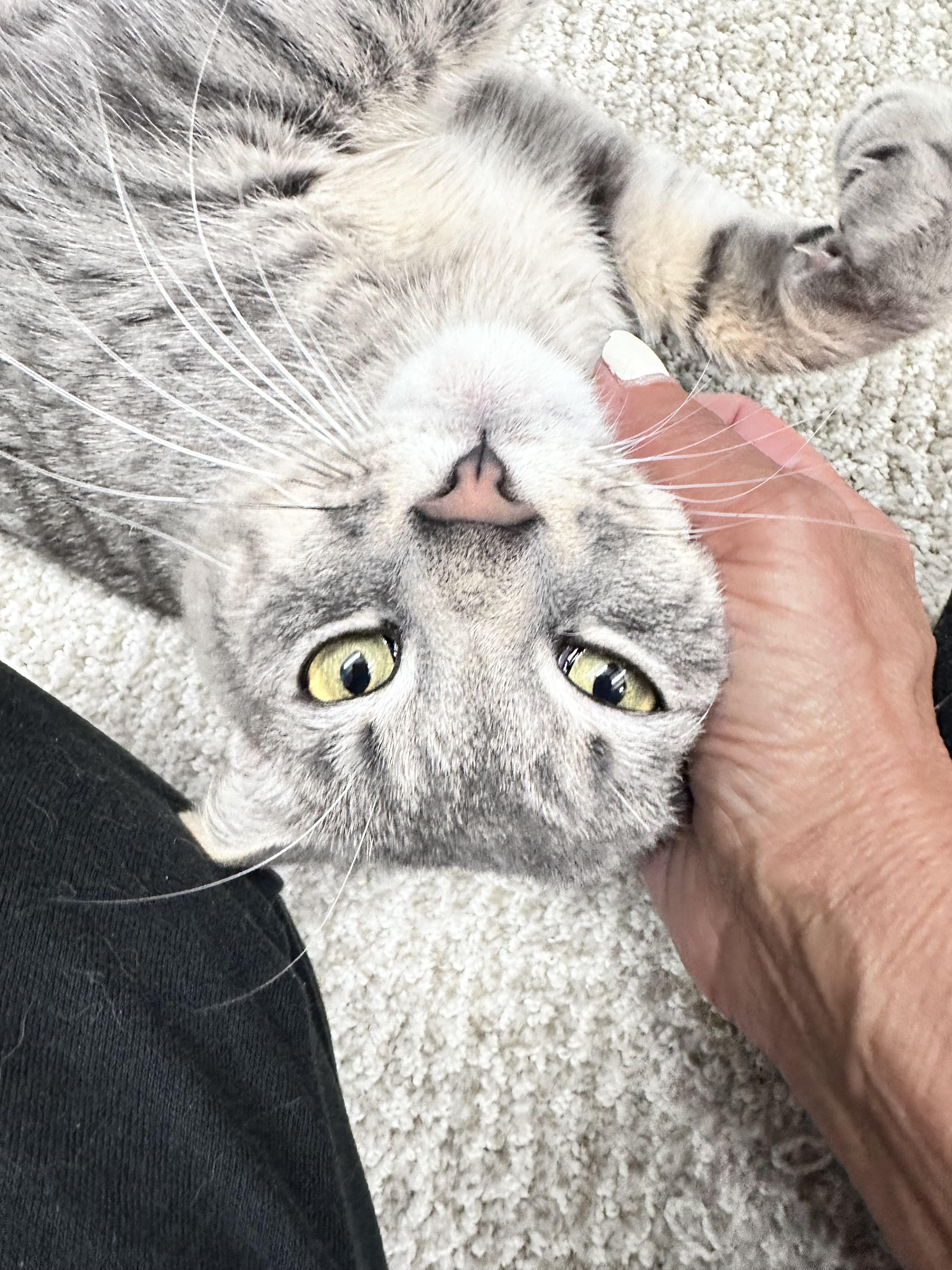 Meowthew photo 3