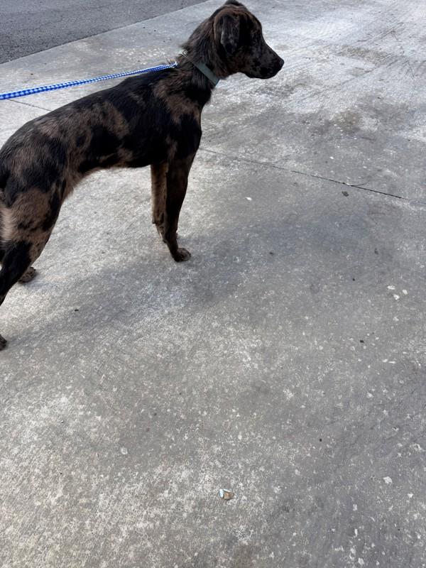 Enlarge Bud, a Adoptable mixed breed in Campbellsville, KY image 1/1