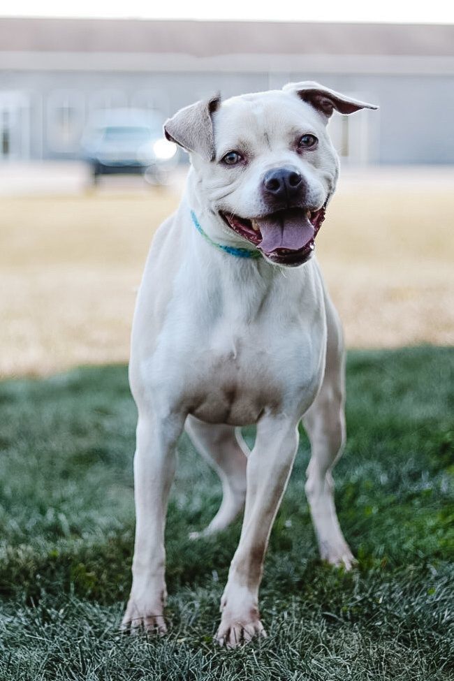 Jude Paw, Adoptable, Adult Male American Bulldog.