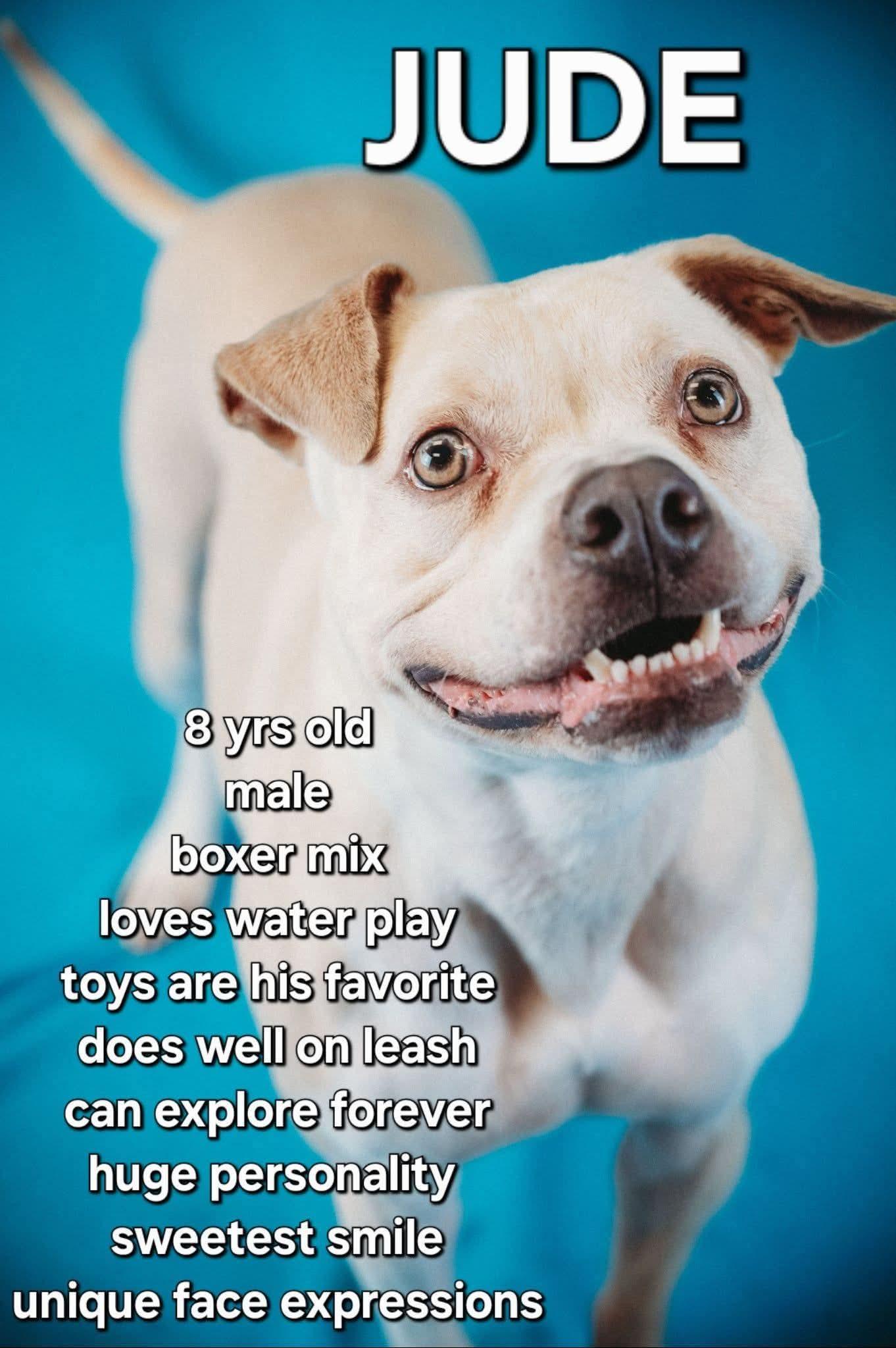 Enlarge Jude Paw, a Adoptable mixed breed in Ashland, KY image 1/1