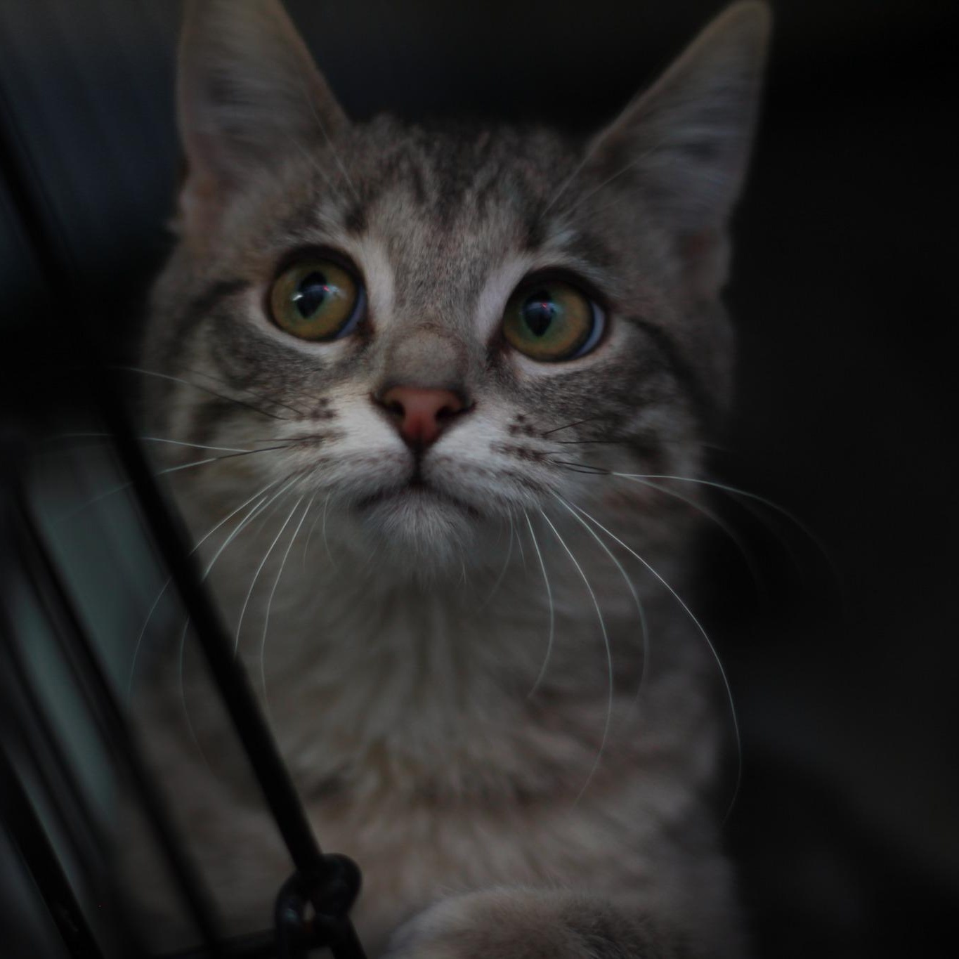 Liberty, adopted, Young Female Domestic Short Hair.