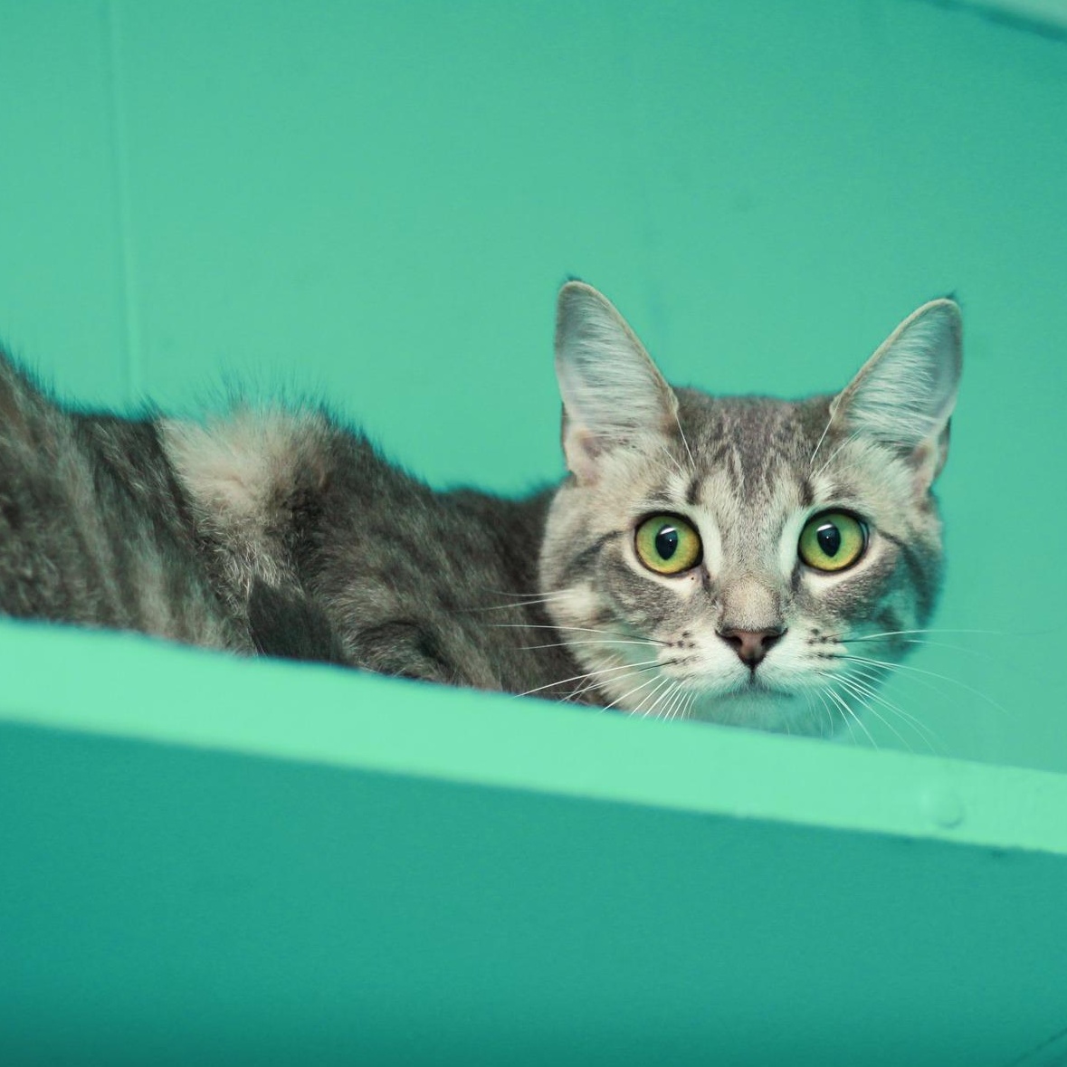 Enlarge Liberty, an adopted Domestic Short Hair in Spencer, IN image 2/2