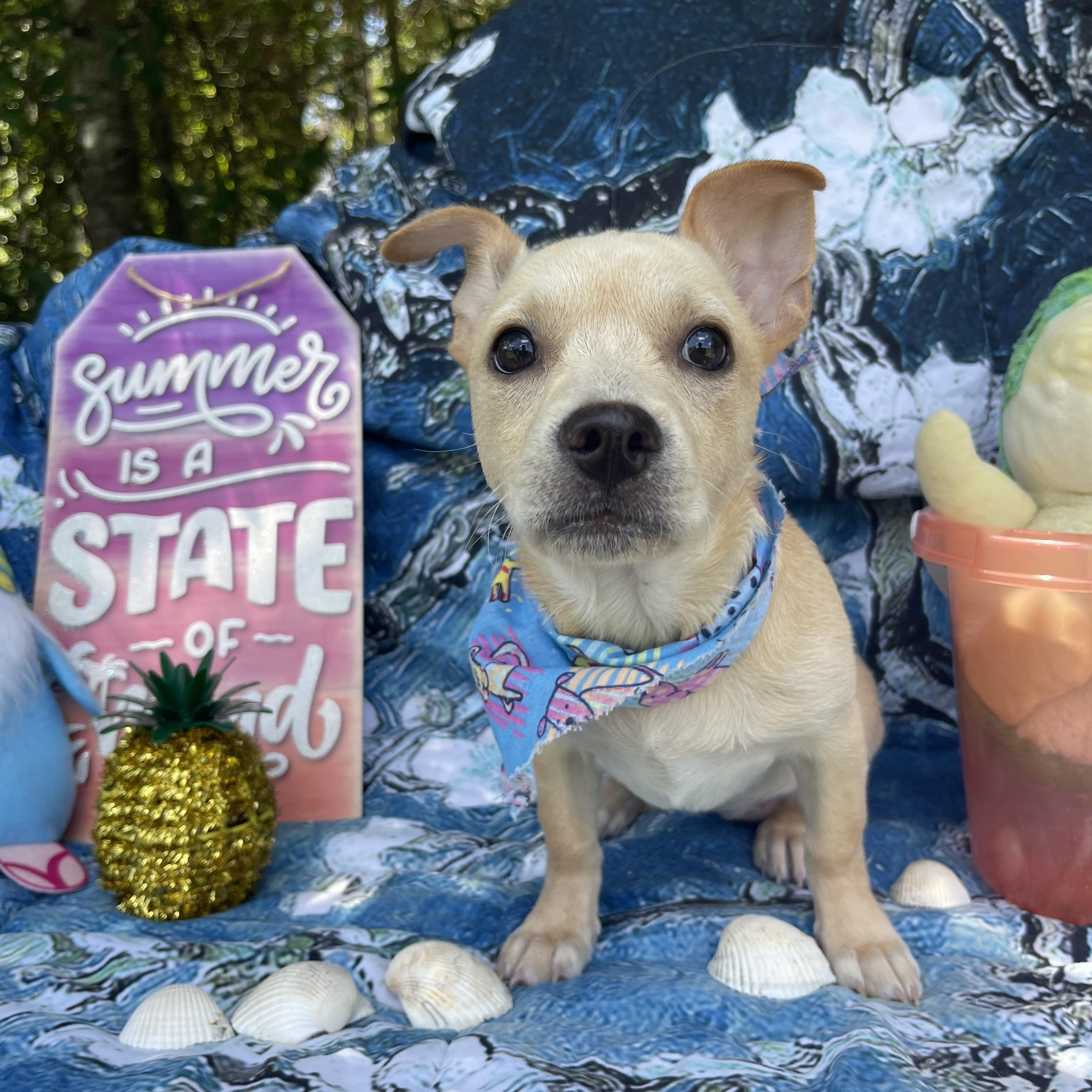 Wren, an adopted Chiweenie in Sebring, FL image 2/4