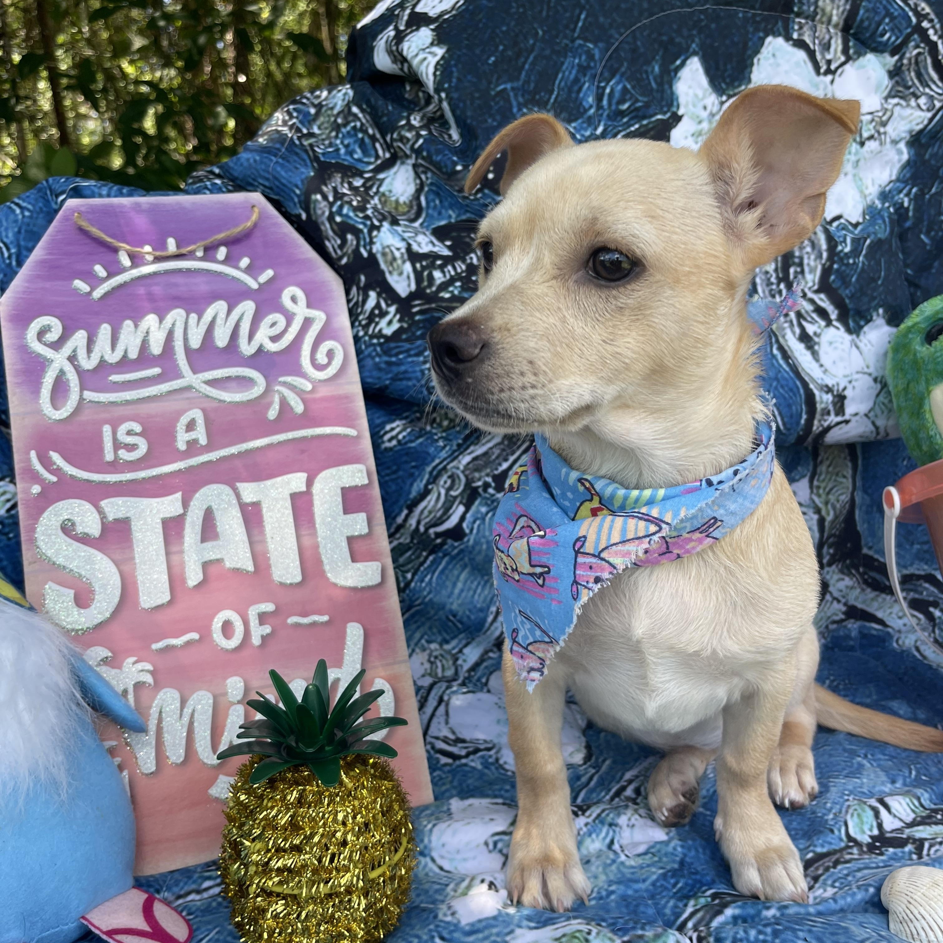Wren, an adopted Chiweenie in Sebring, FL image 3/4