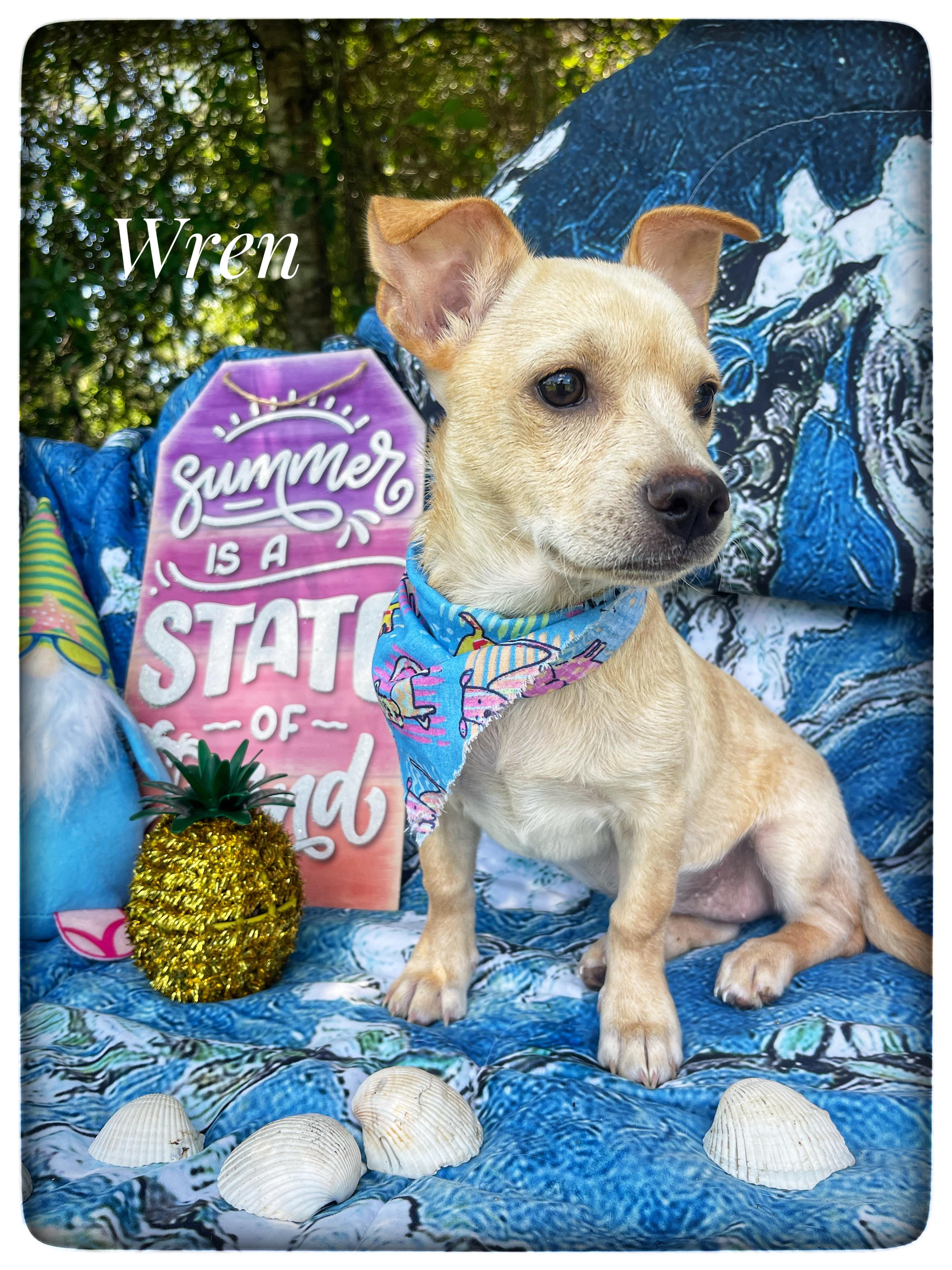 Wren, adopted, Puppy Female Chiweenie.