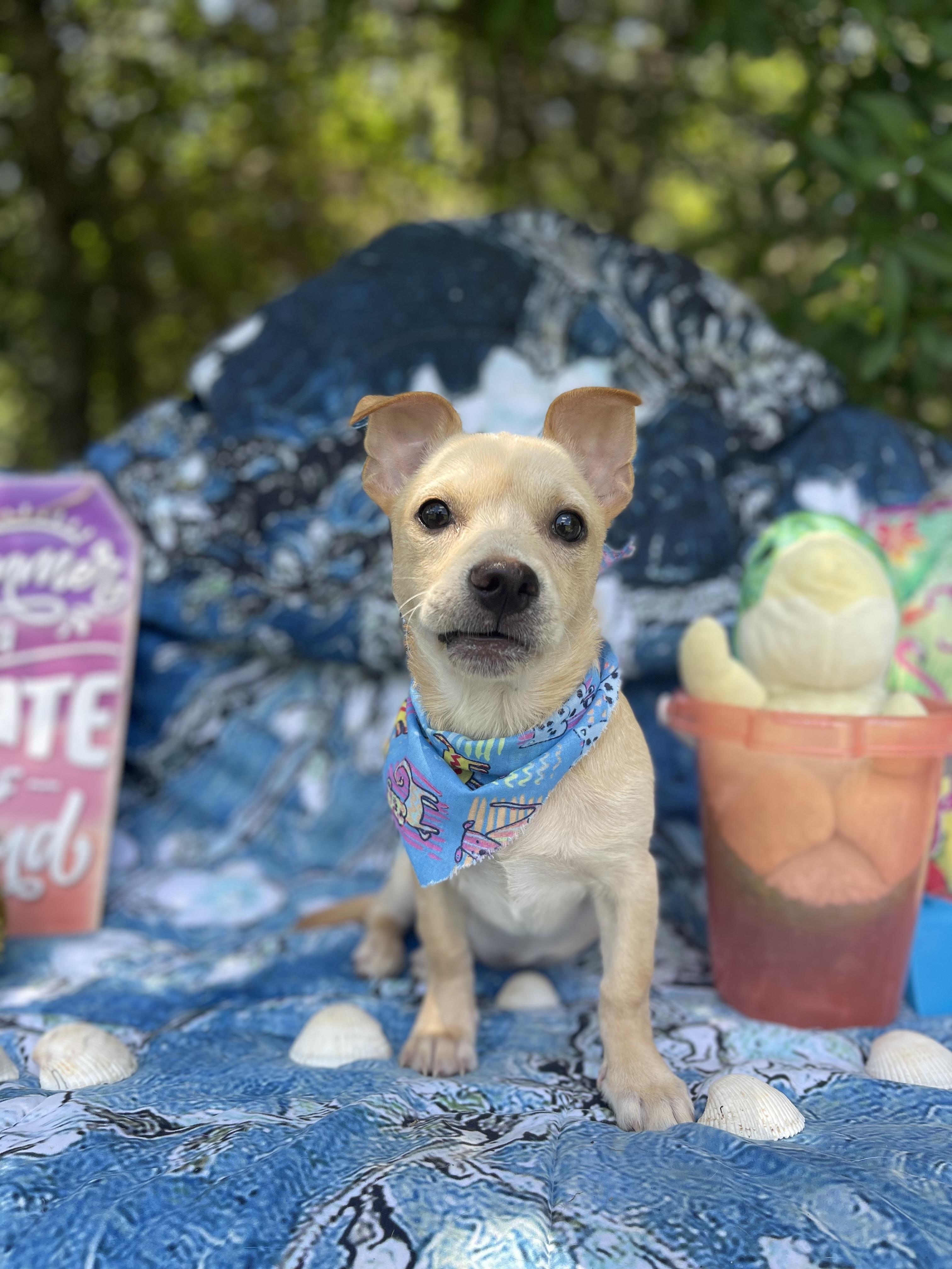 Wren, an adopted Chiweenie in Sebring, FL image 4/4