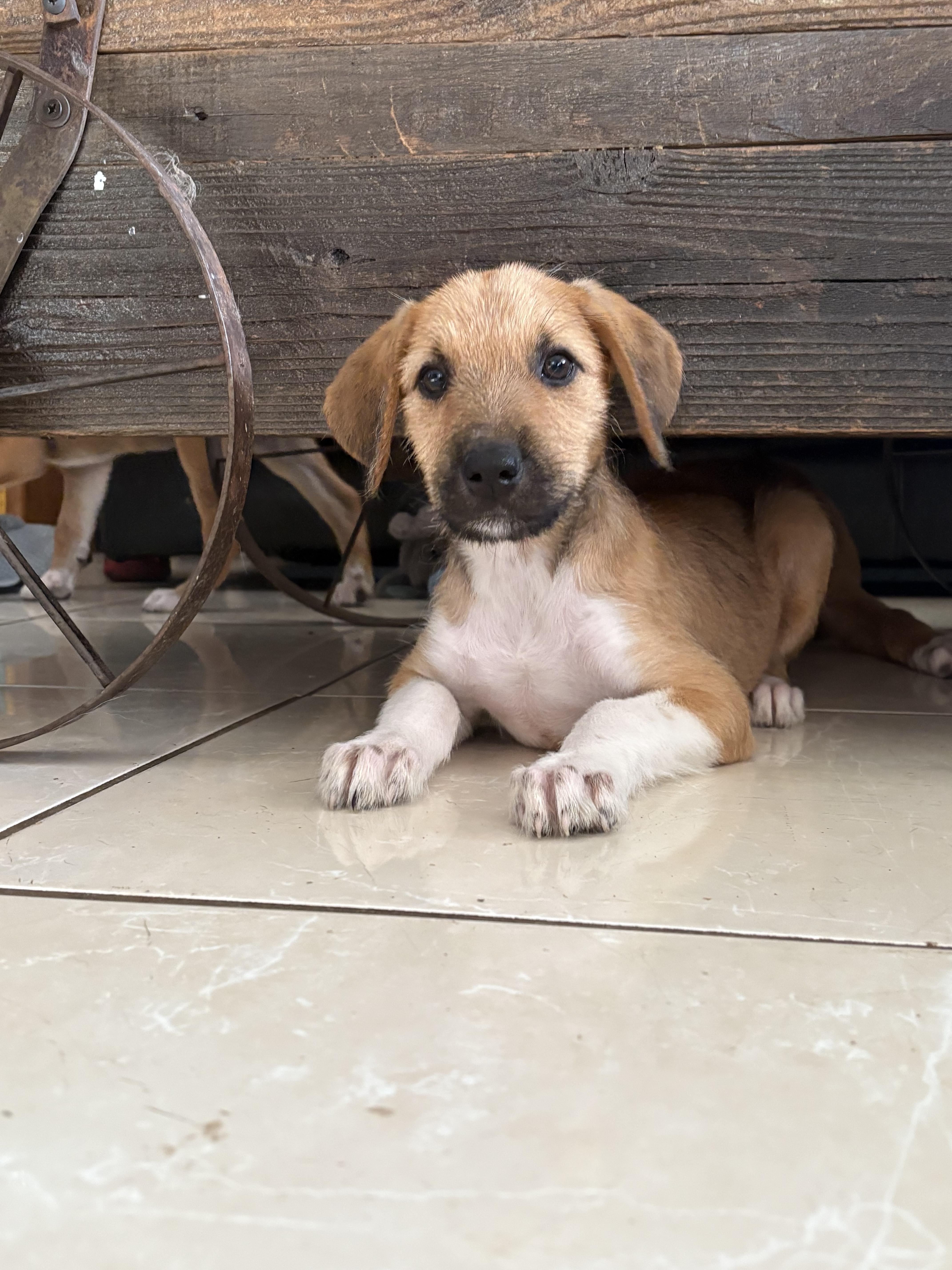 Pebbles, adopted, Puppy Male Boxer.