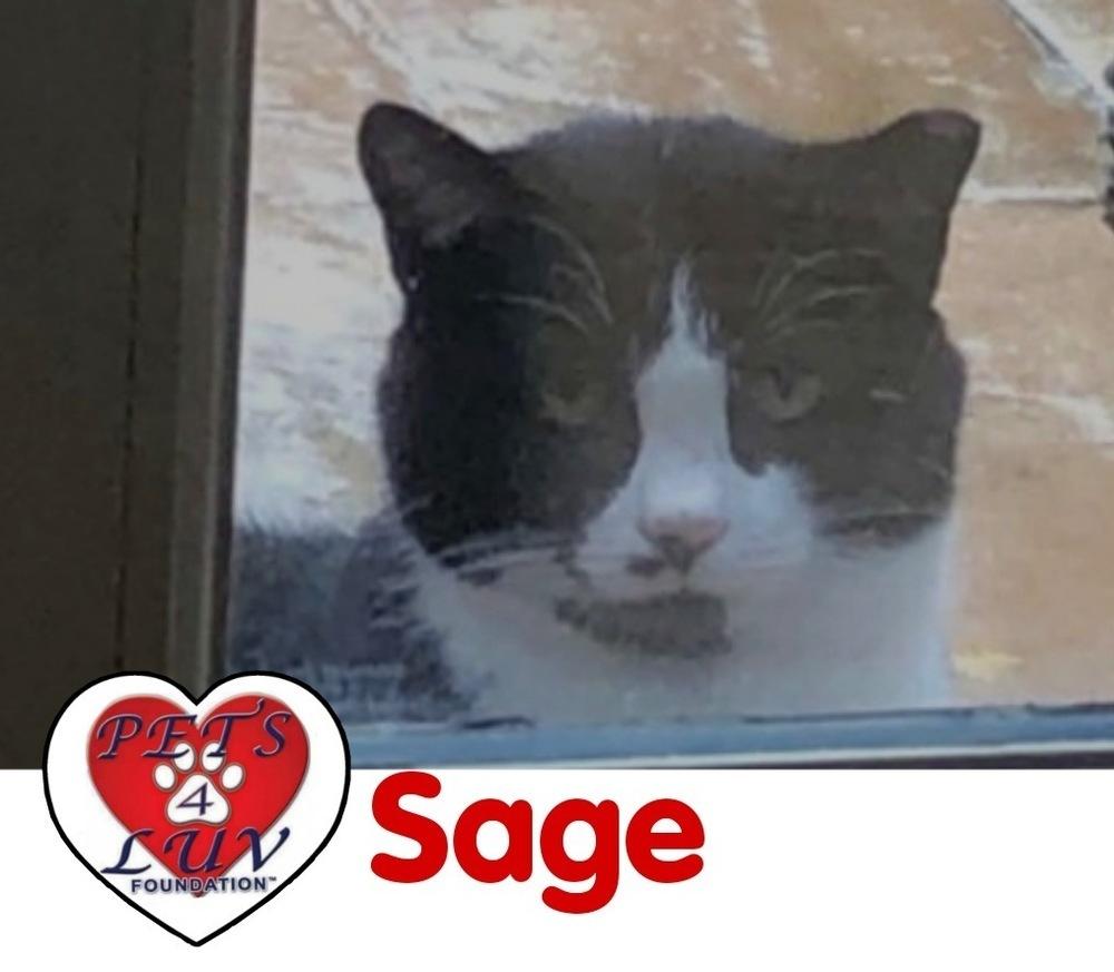 Sage Manhasset, a Adoptable mixed breed in Westbury, NY image 1/2