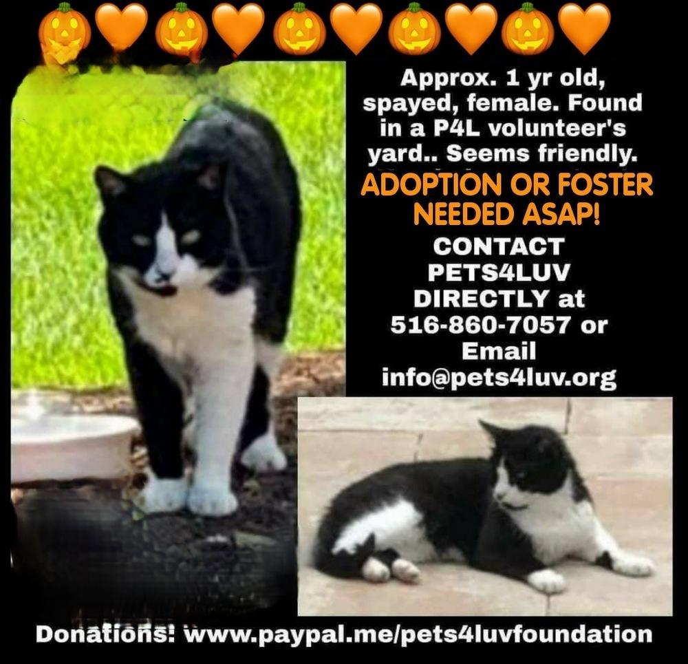 Sage Manhasset, a Adoptable mixed breed in Westbury, NY image 2/2