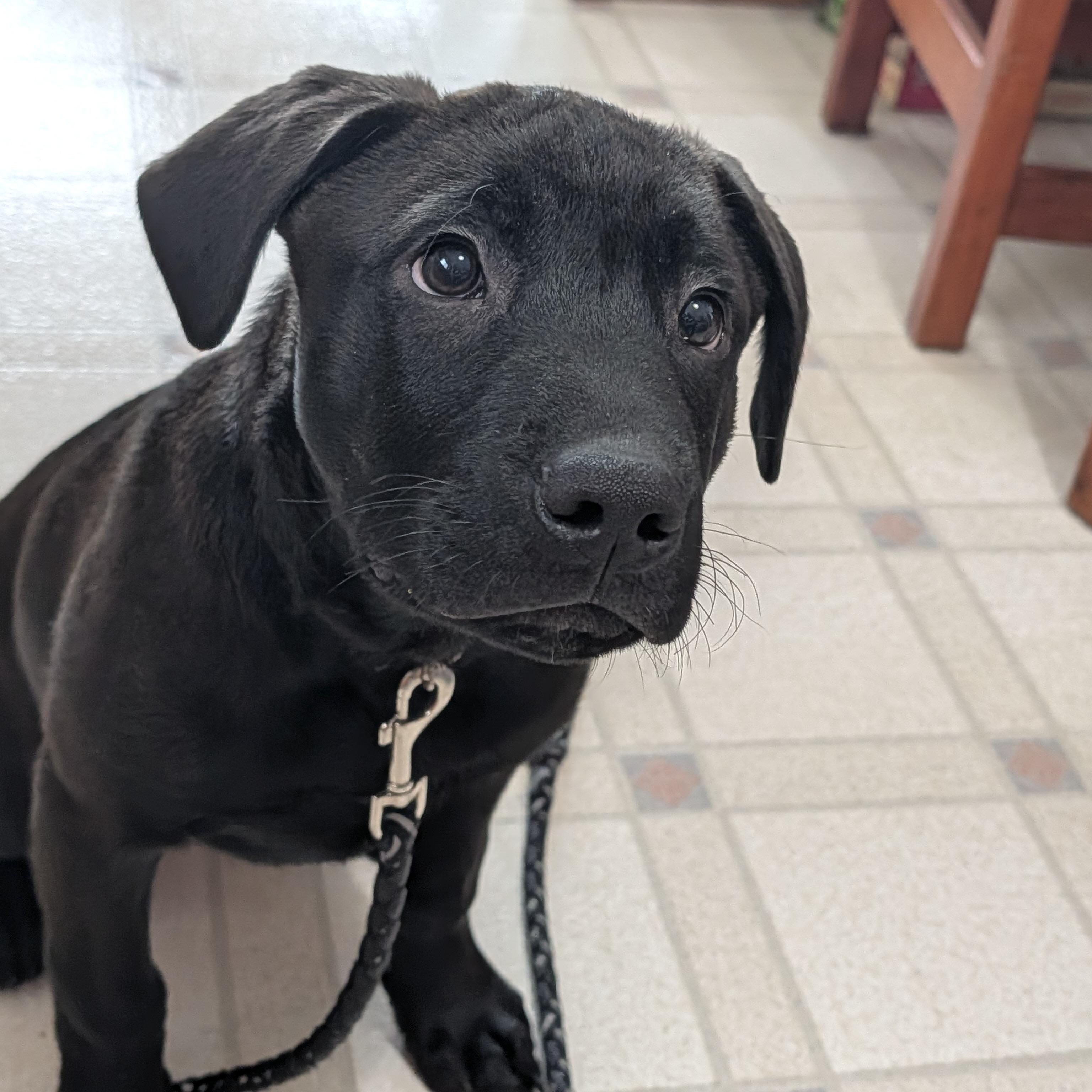 Enlarge Ricky, a ADOPTABLE mixed breed in Prior Lake, MN image 3/4