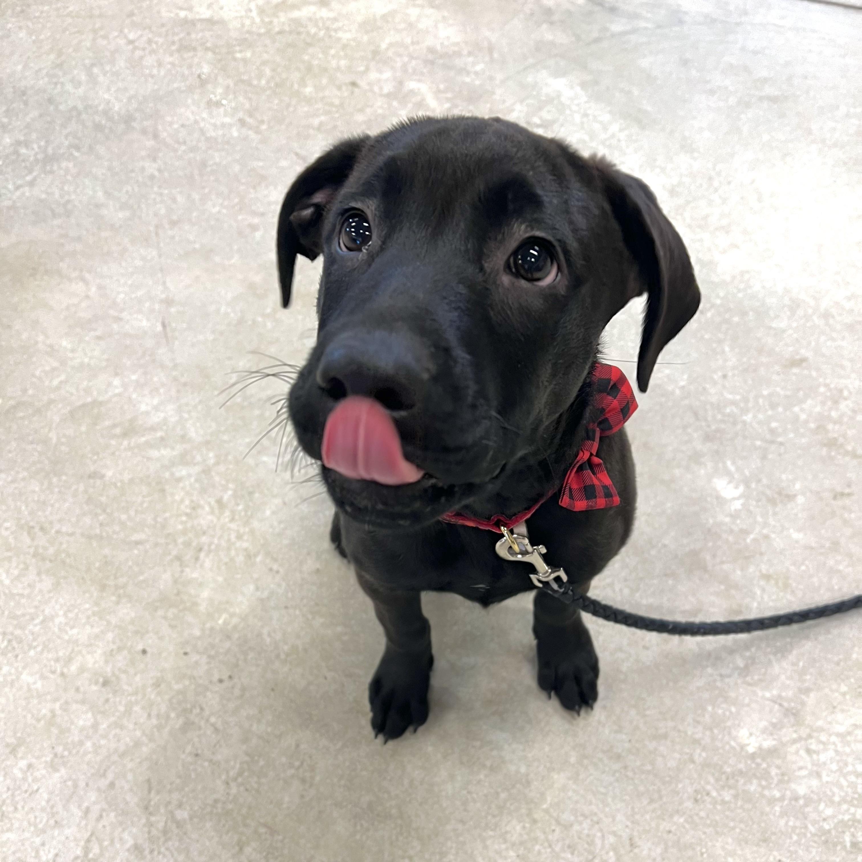 Enlarge Ricky, a ADOPTABLE mixed breed in Prior Lake, MN image 2/4