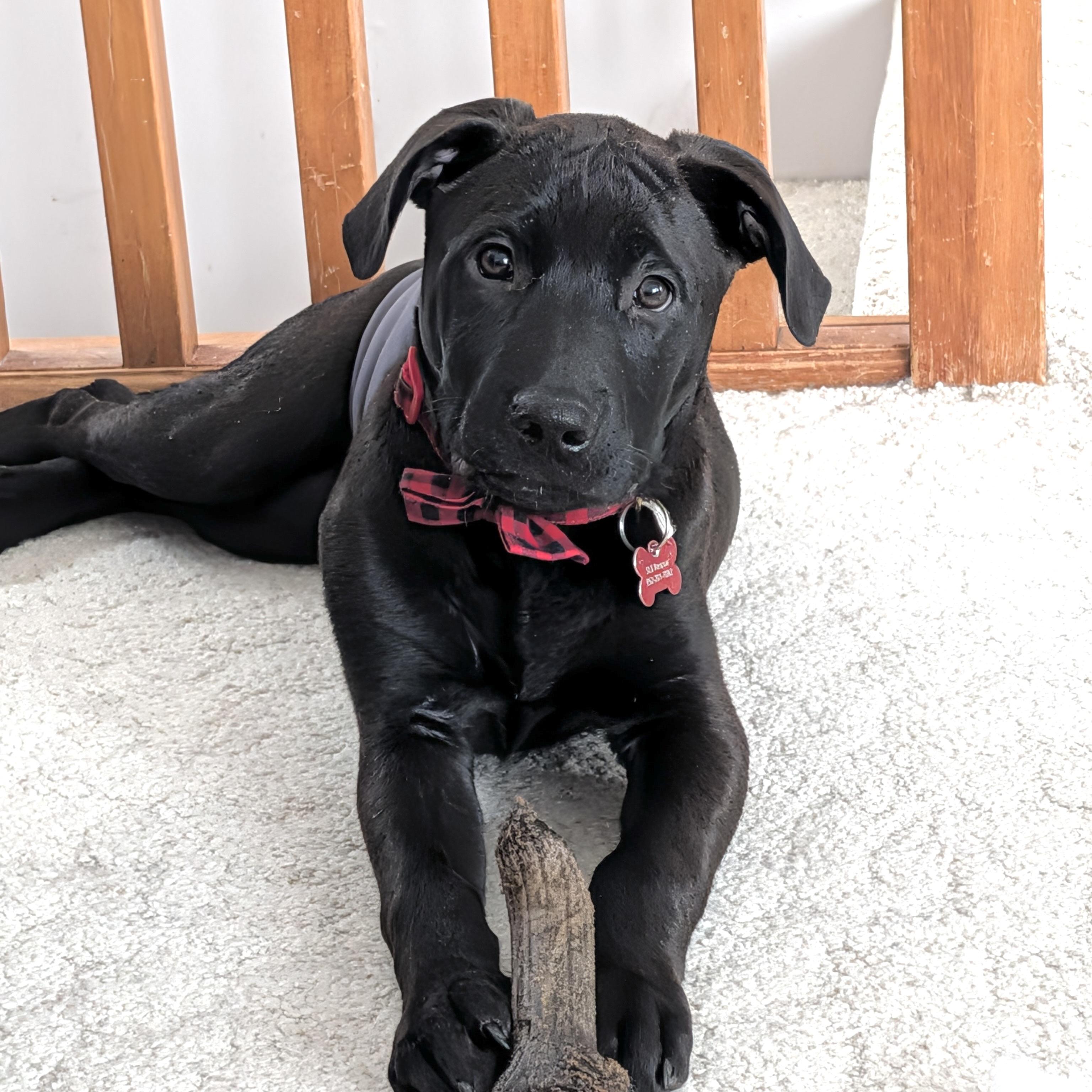 Enlarge Ricky, a ADOPTABLE mixed breed in Prior Lake, MN image 4/4
