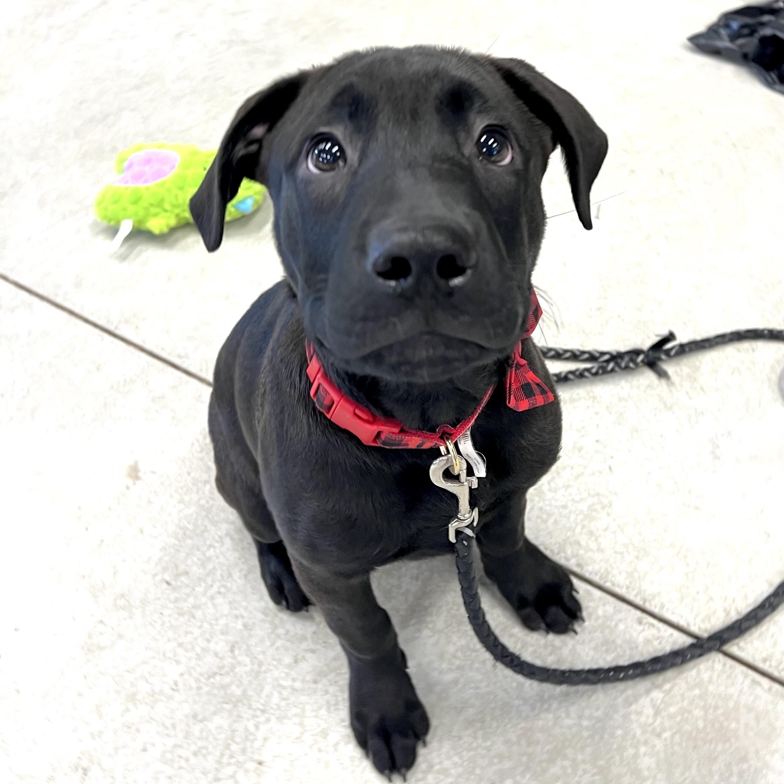 Ricky, ADOPTABLE, Puppy Male Black Labrador Retriever & Mixed Breed.