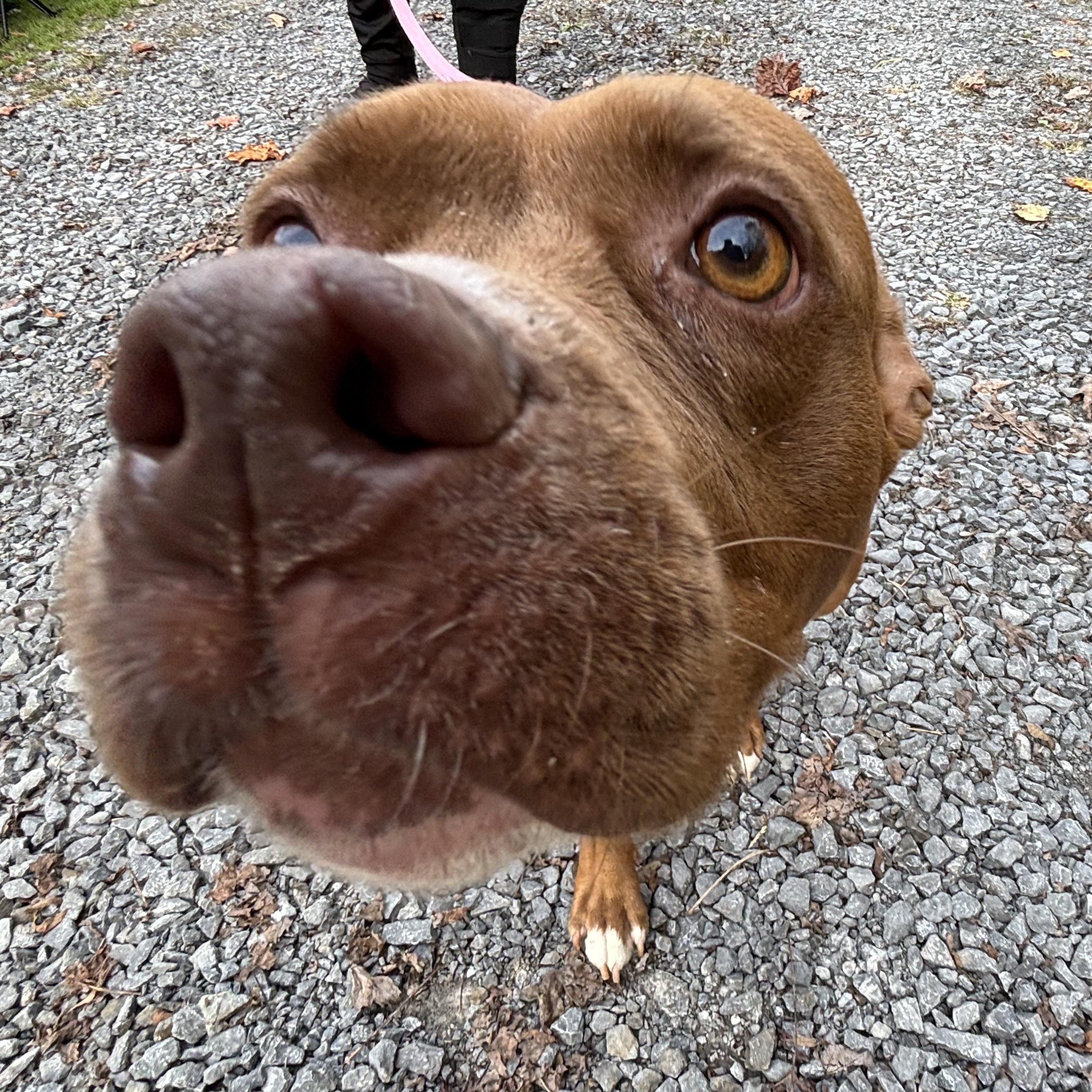Mia (~ being fostered), a Adoptable mixed breed in Grafton, WV image 4/6